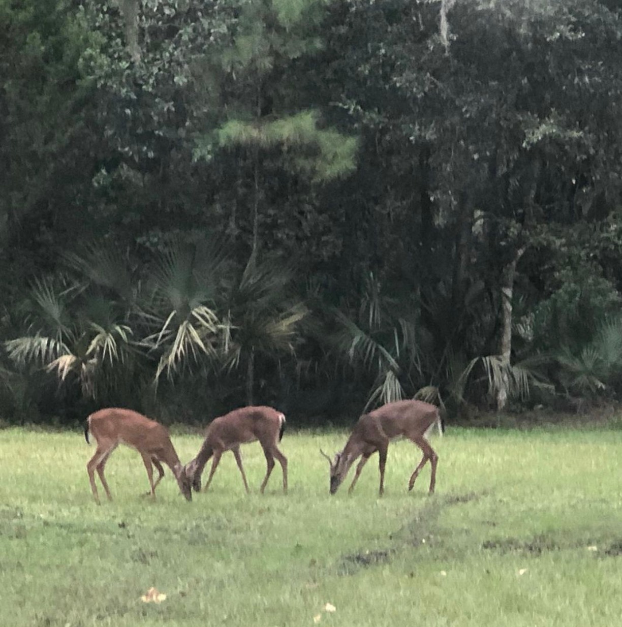 Meet the neighborherd!