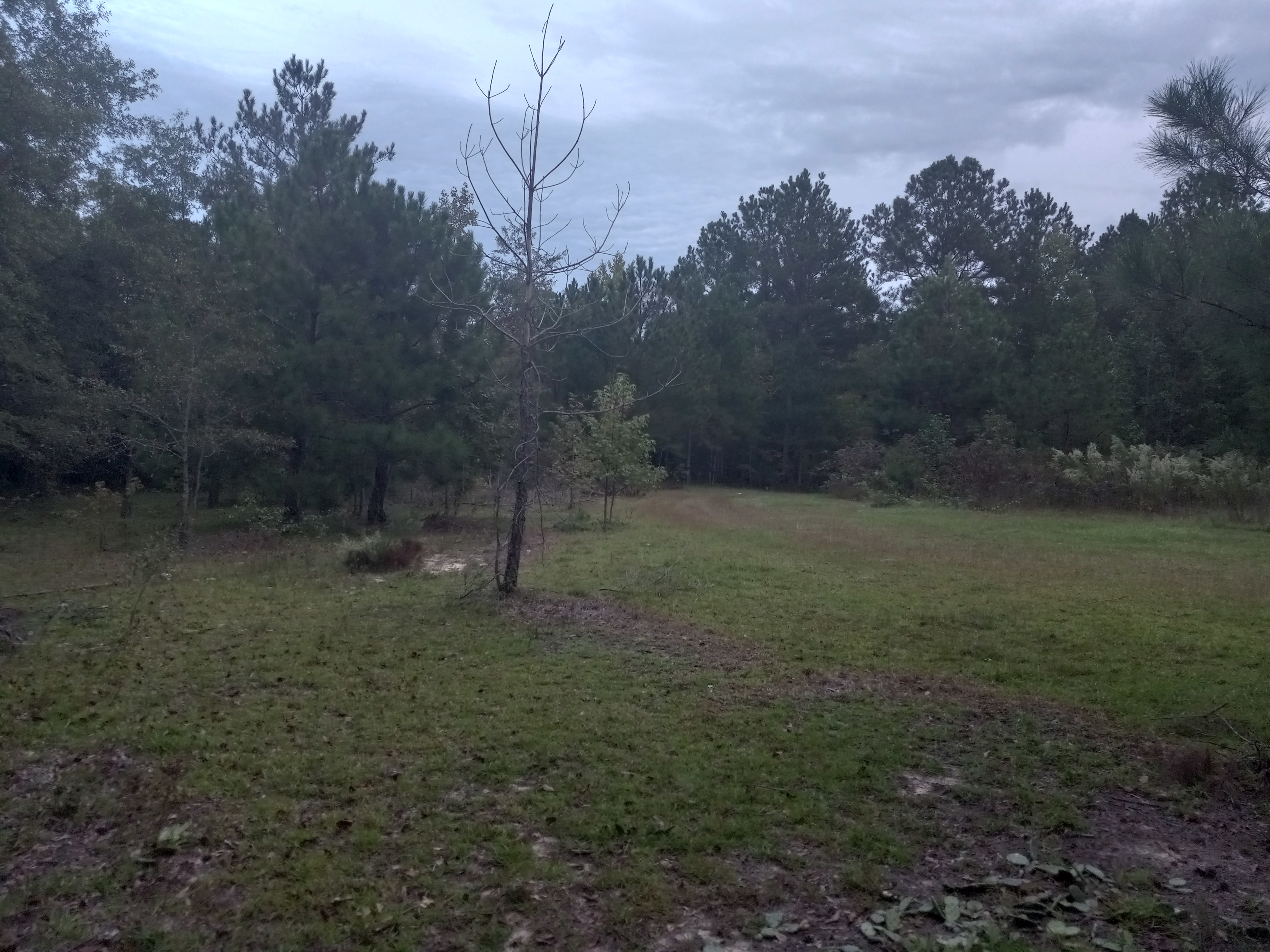 This is a good view of the far side area of the clearing.