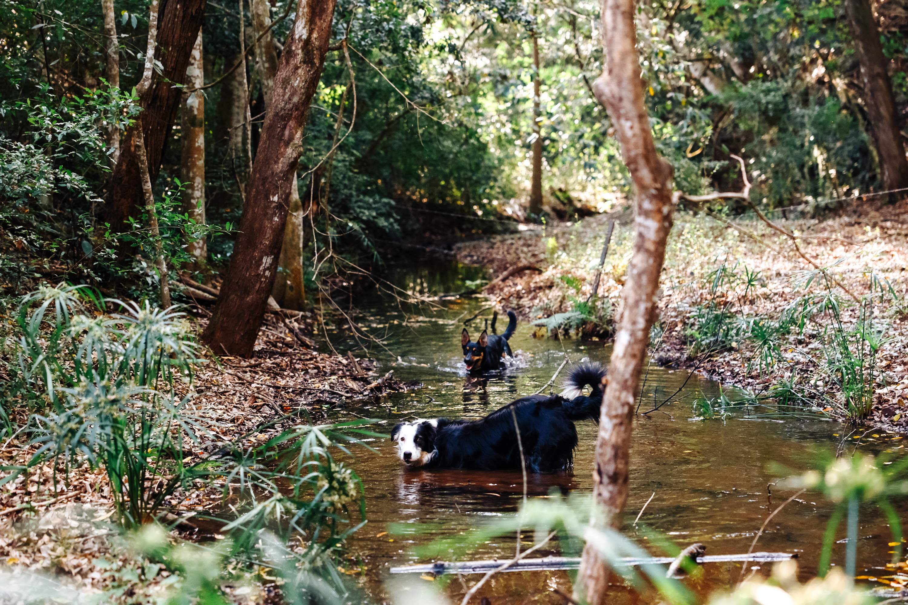 Creekside Camping Amamoor