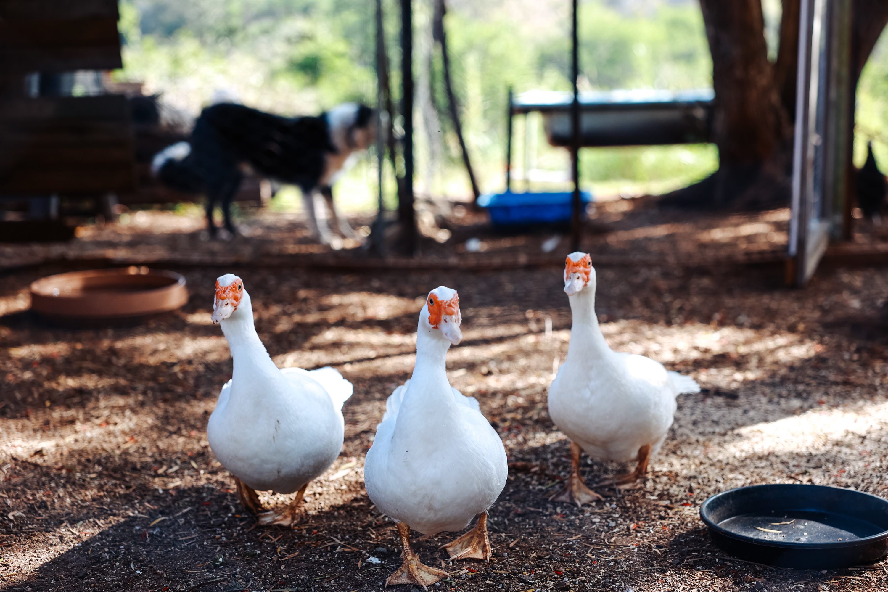 Creekside Camping Amamoor