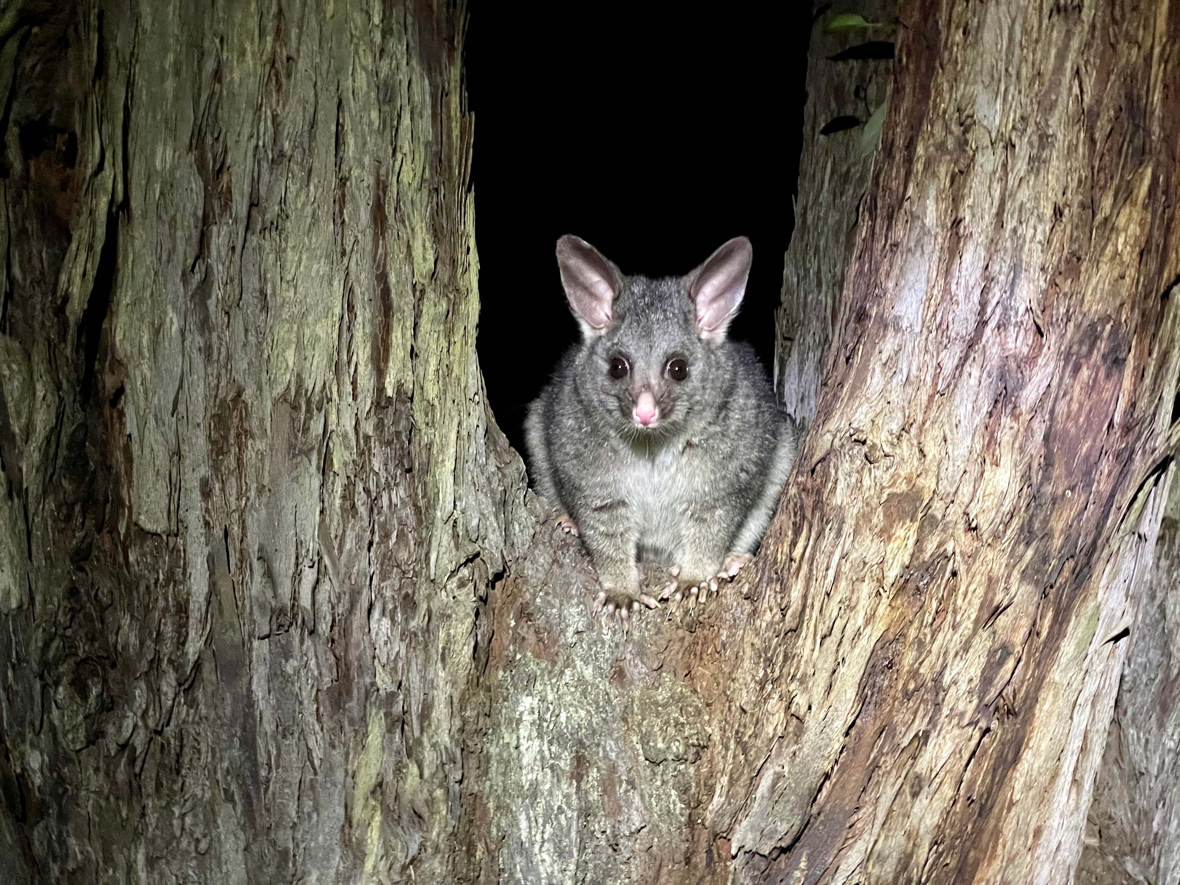 Parkland Bush Camp Mapanap