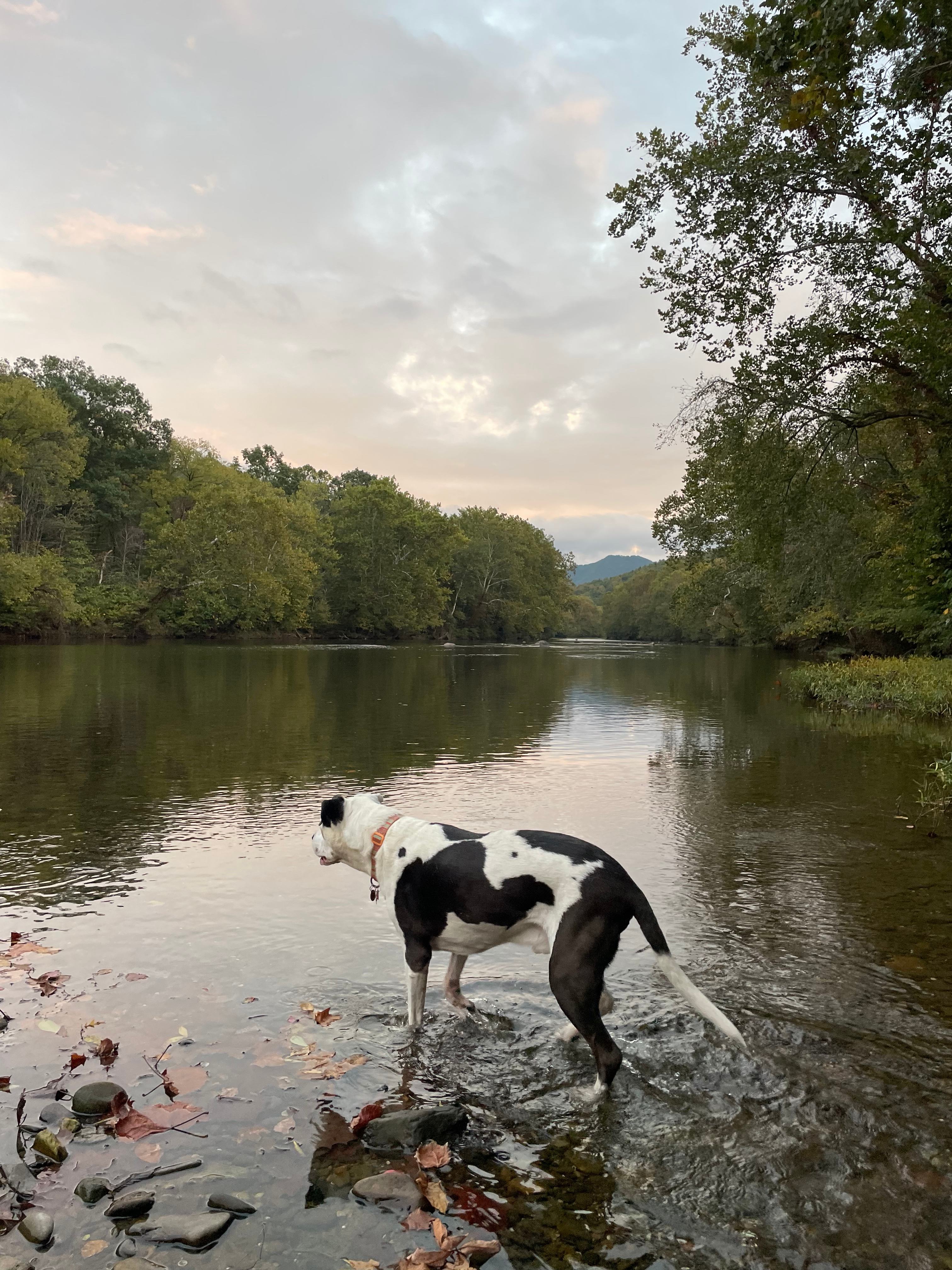 Camping in the shade on the river