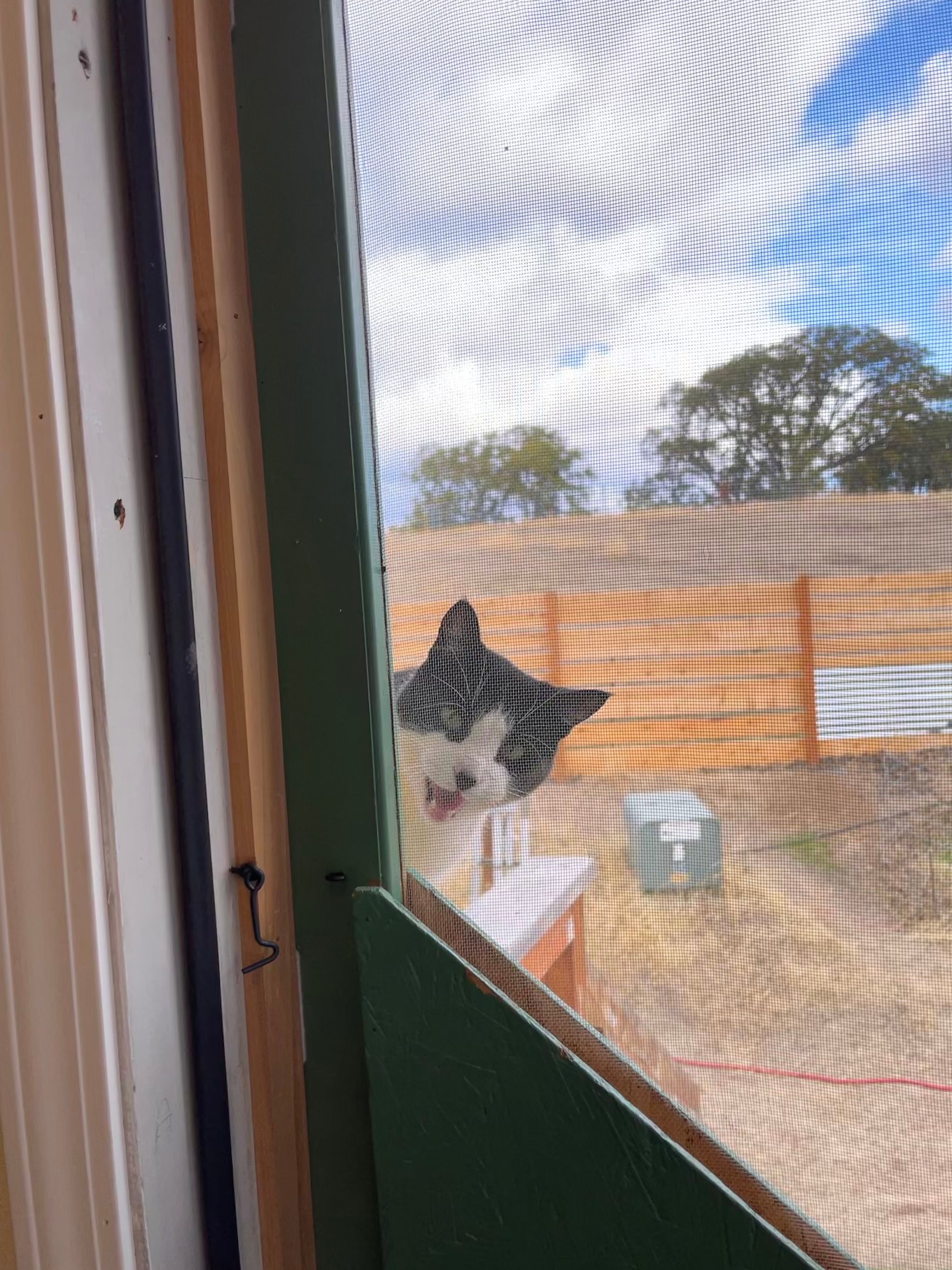 one of our host’s sweet kitties trying to get into our room