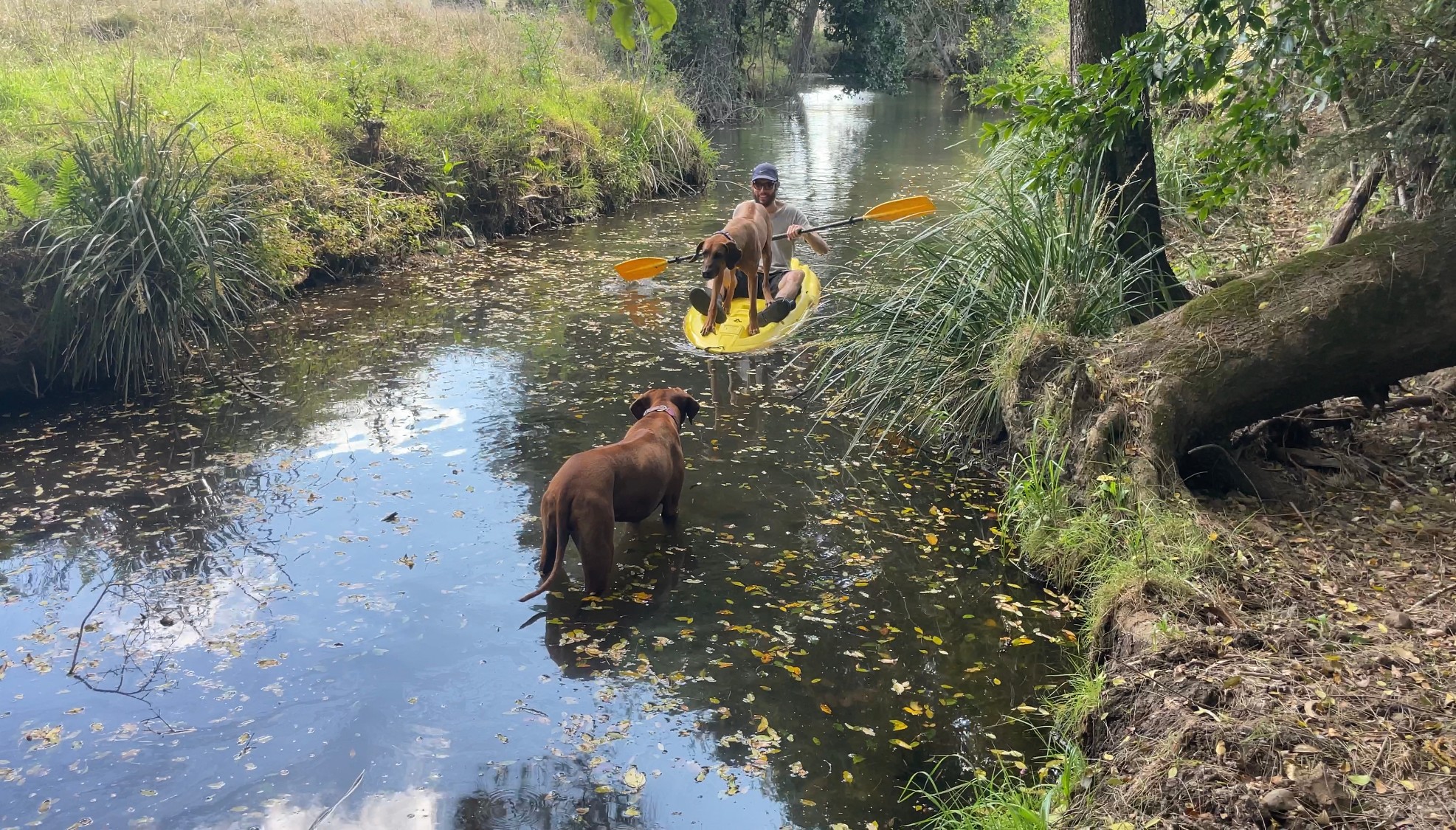 The dogs loved the creek and even got one of them to join in on the kayaking.