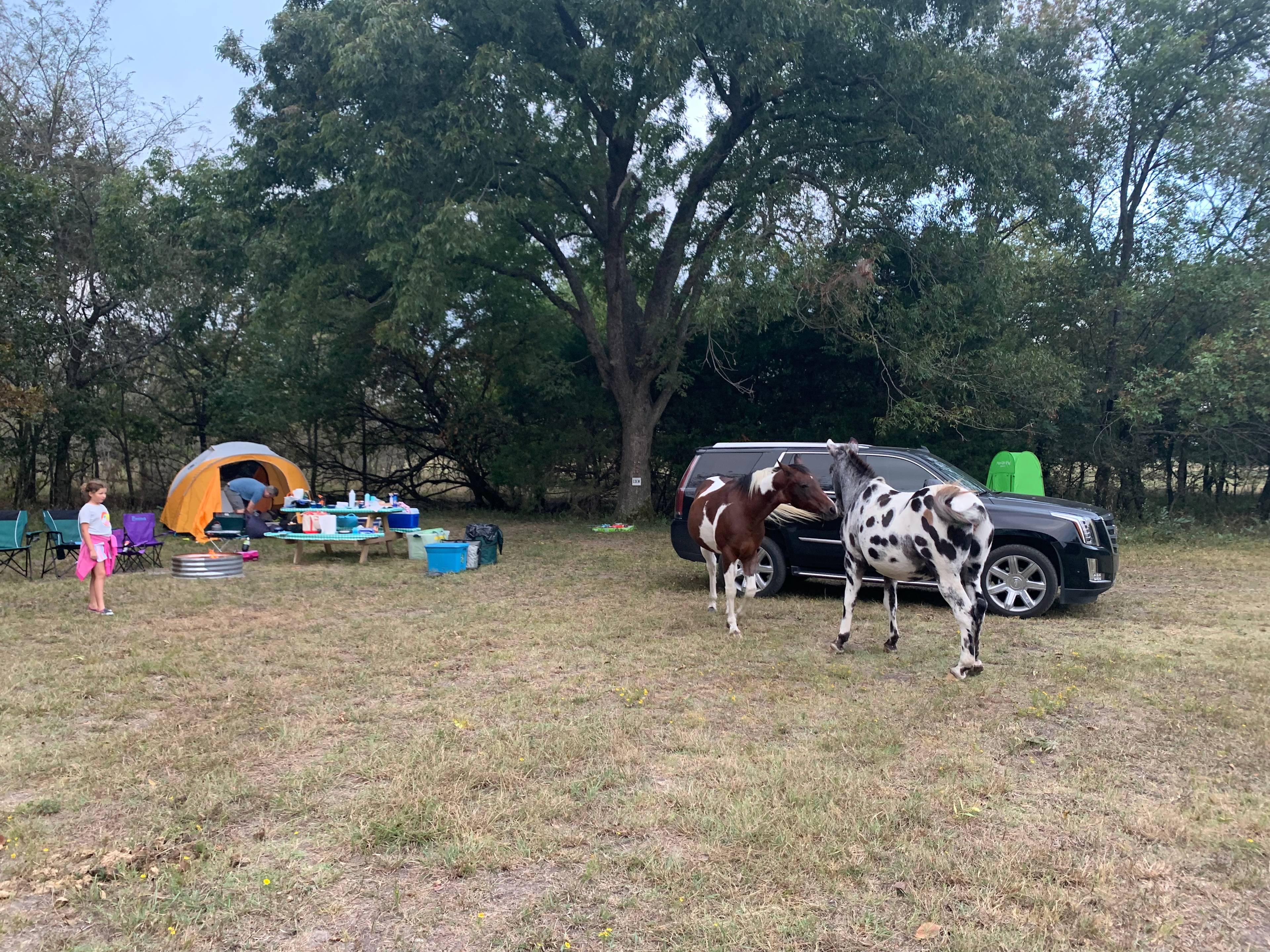 Sleep Under the Pecan Trees