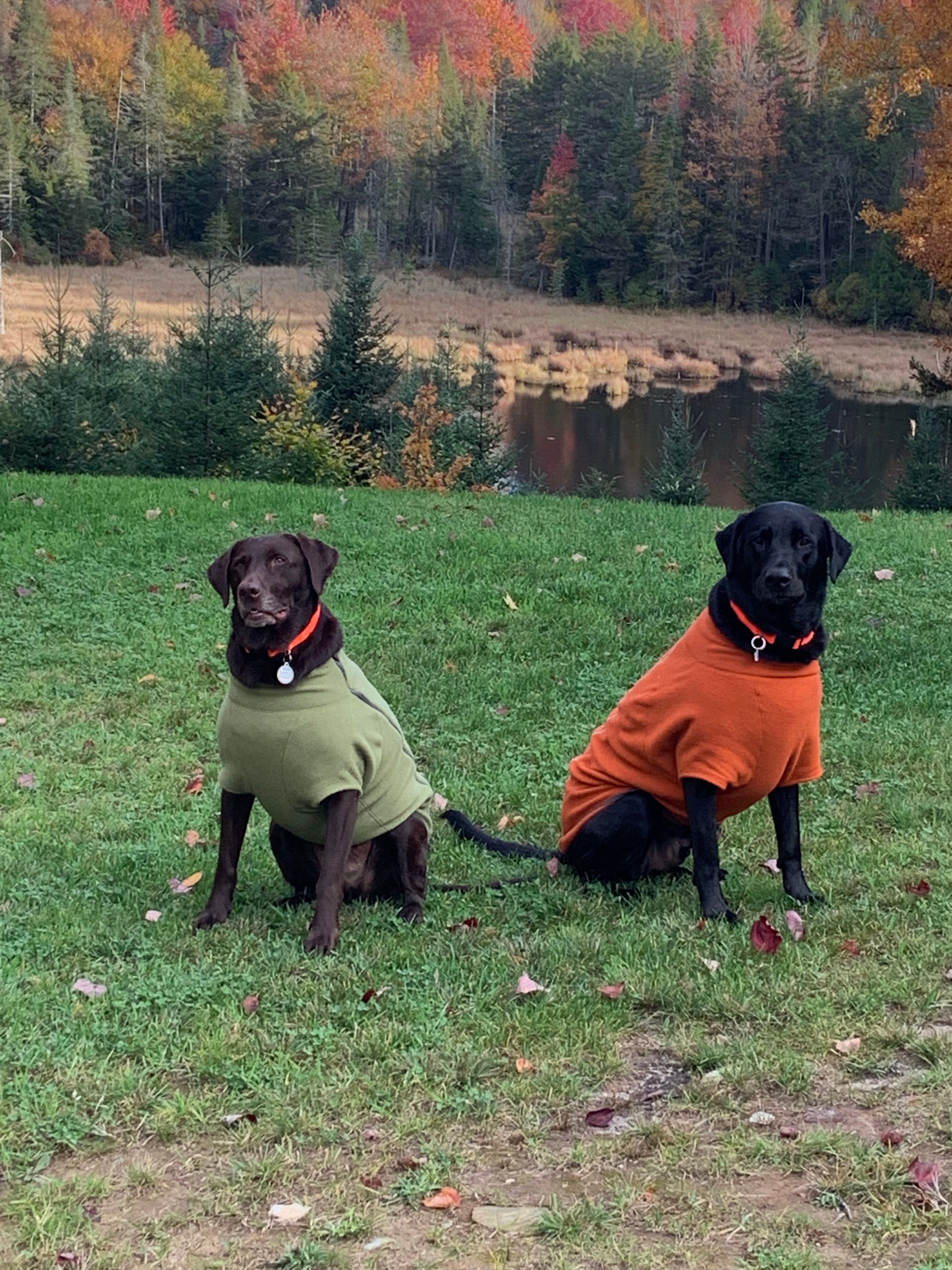 Reilly and Guinness ready for chilly Vermont nights 