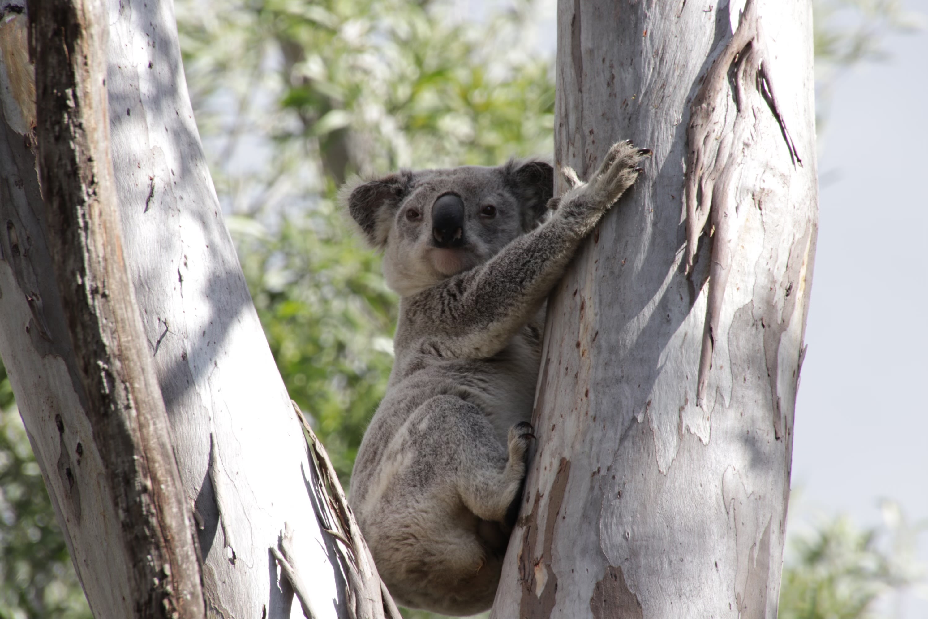 Suda Park (Walkers Paddock)