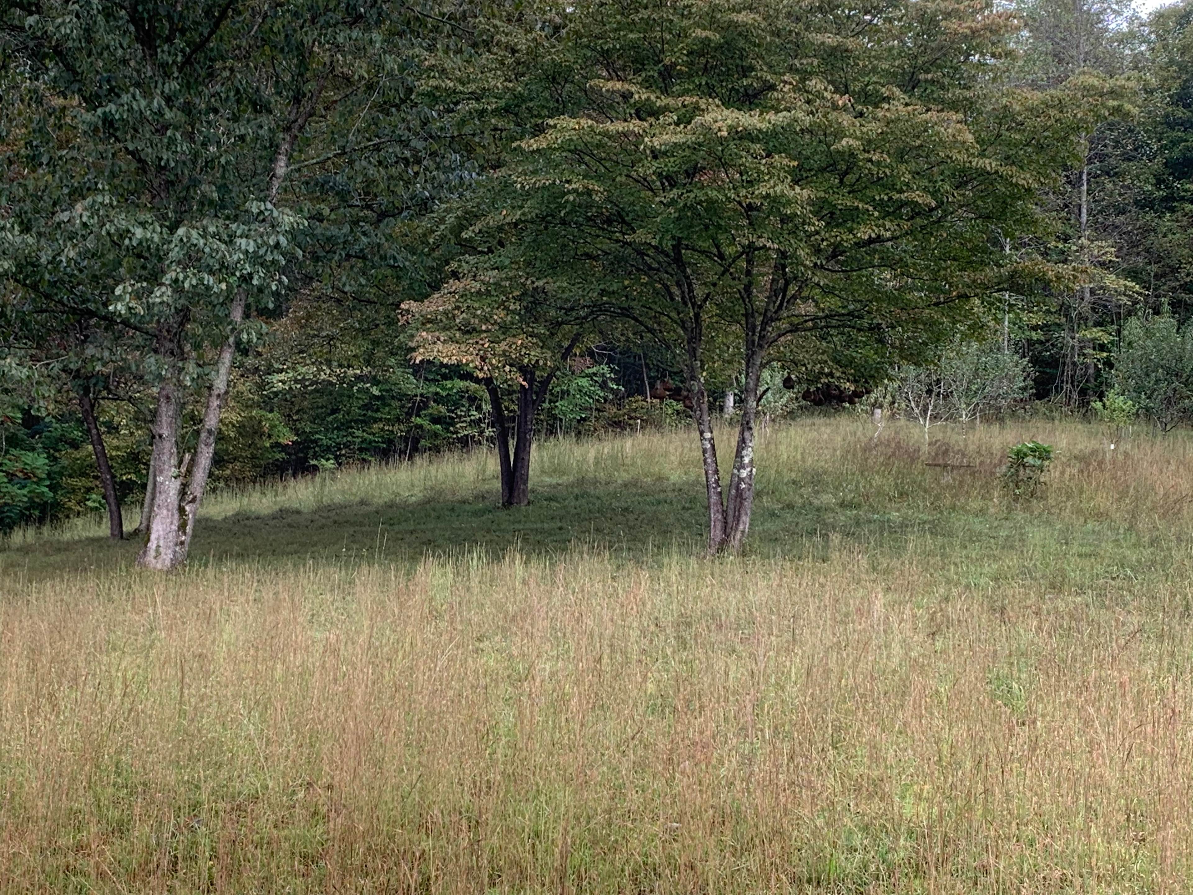 Soft grass right next to the grove