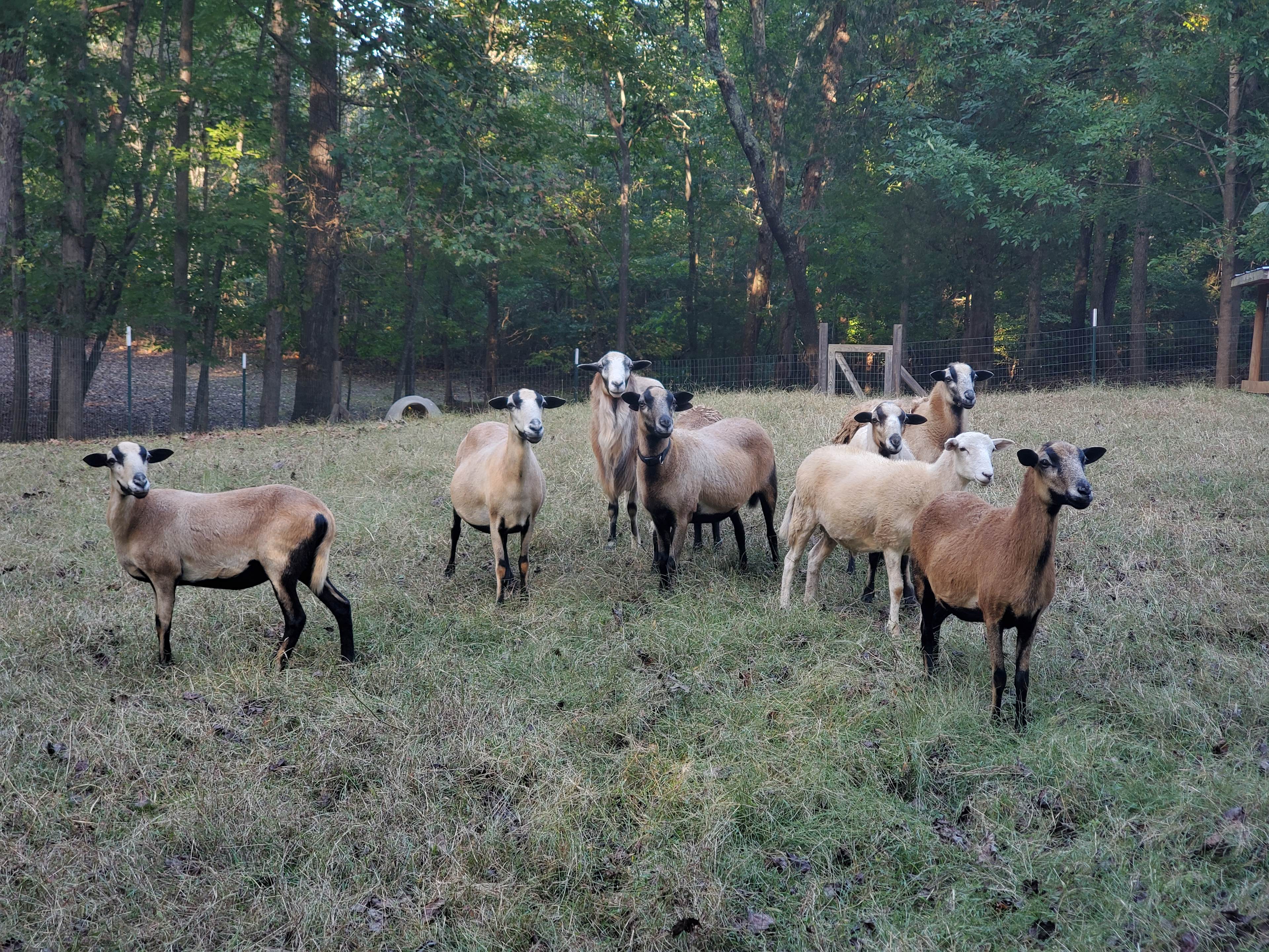 Friendly goats in their pen