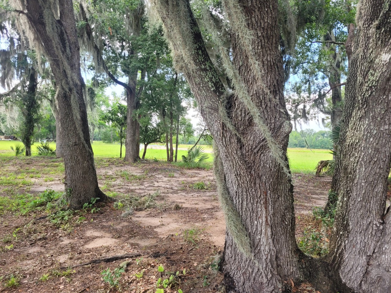 Family Friendly Florida Hammock