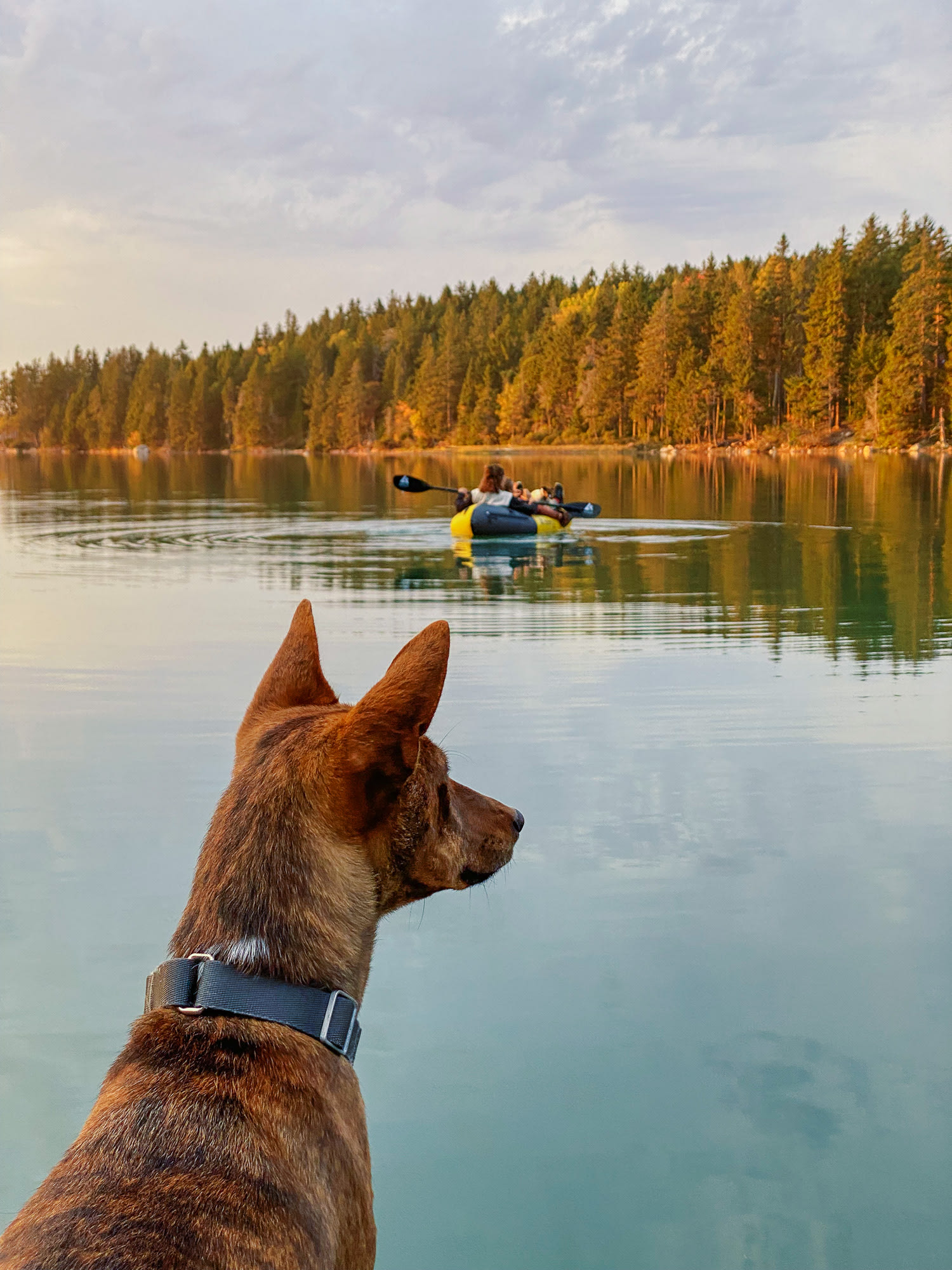 My dog enjoying paddleboarding
