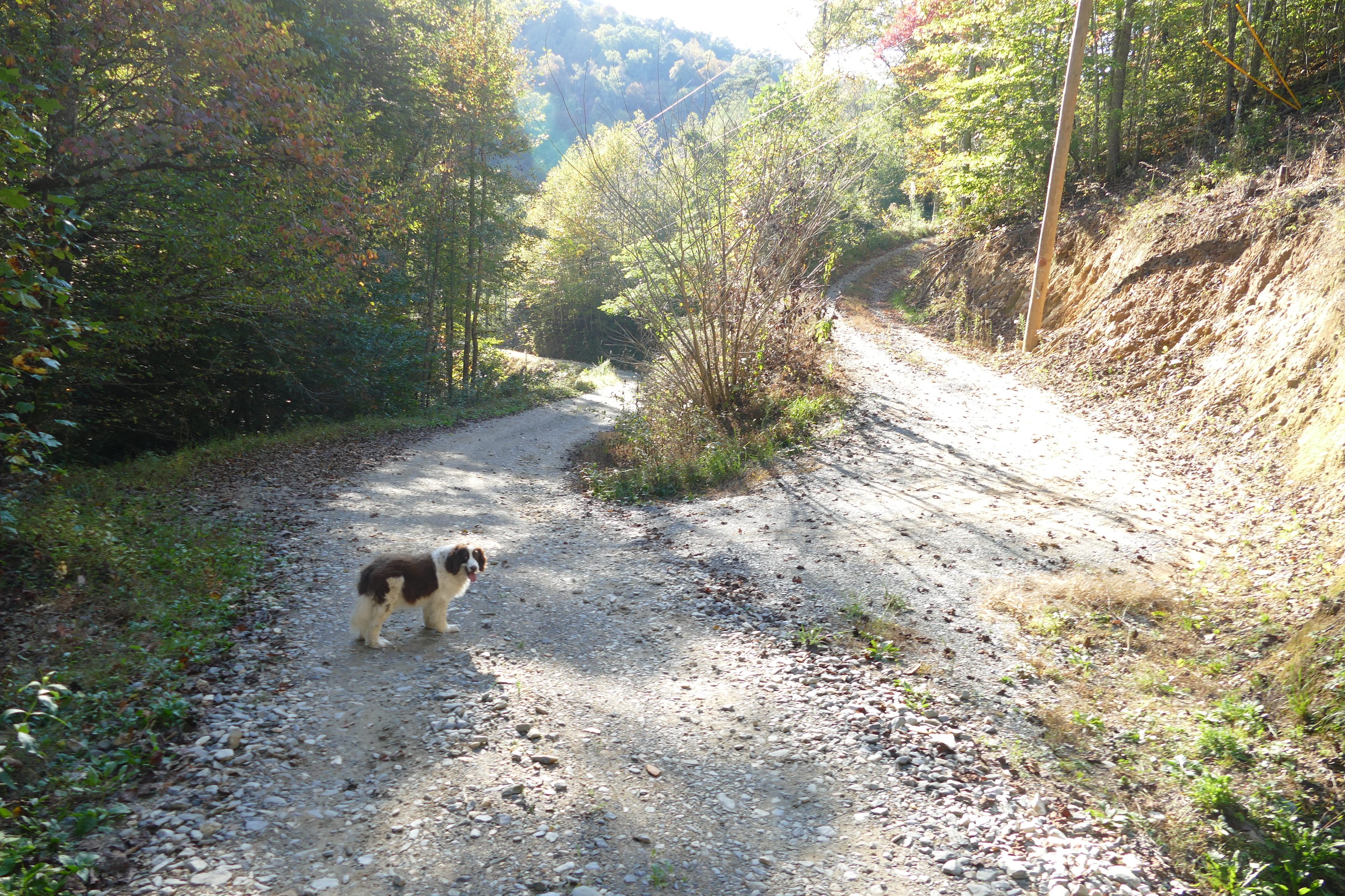 A view of the turn from farther uphill. 