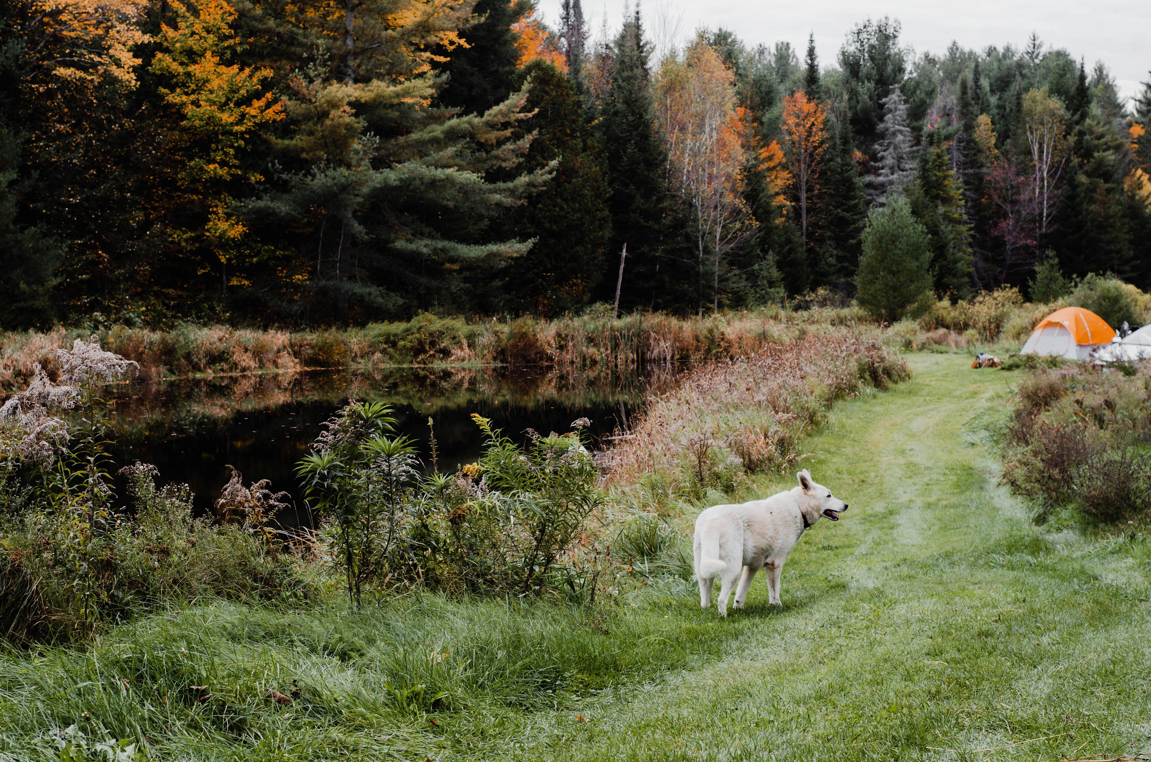 Emily, the friendly "white wolf" of White Wolf Acres