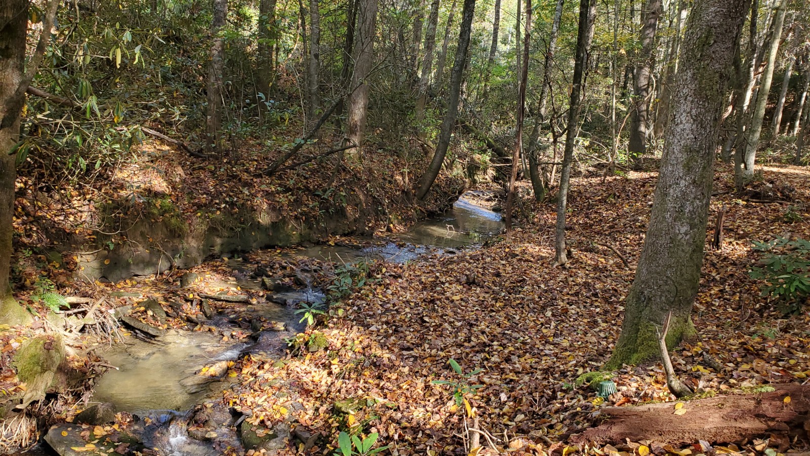 Creek runs throughout property.
