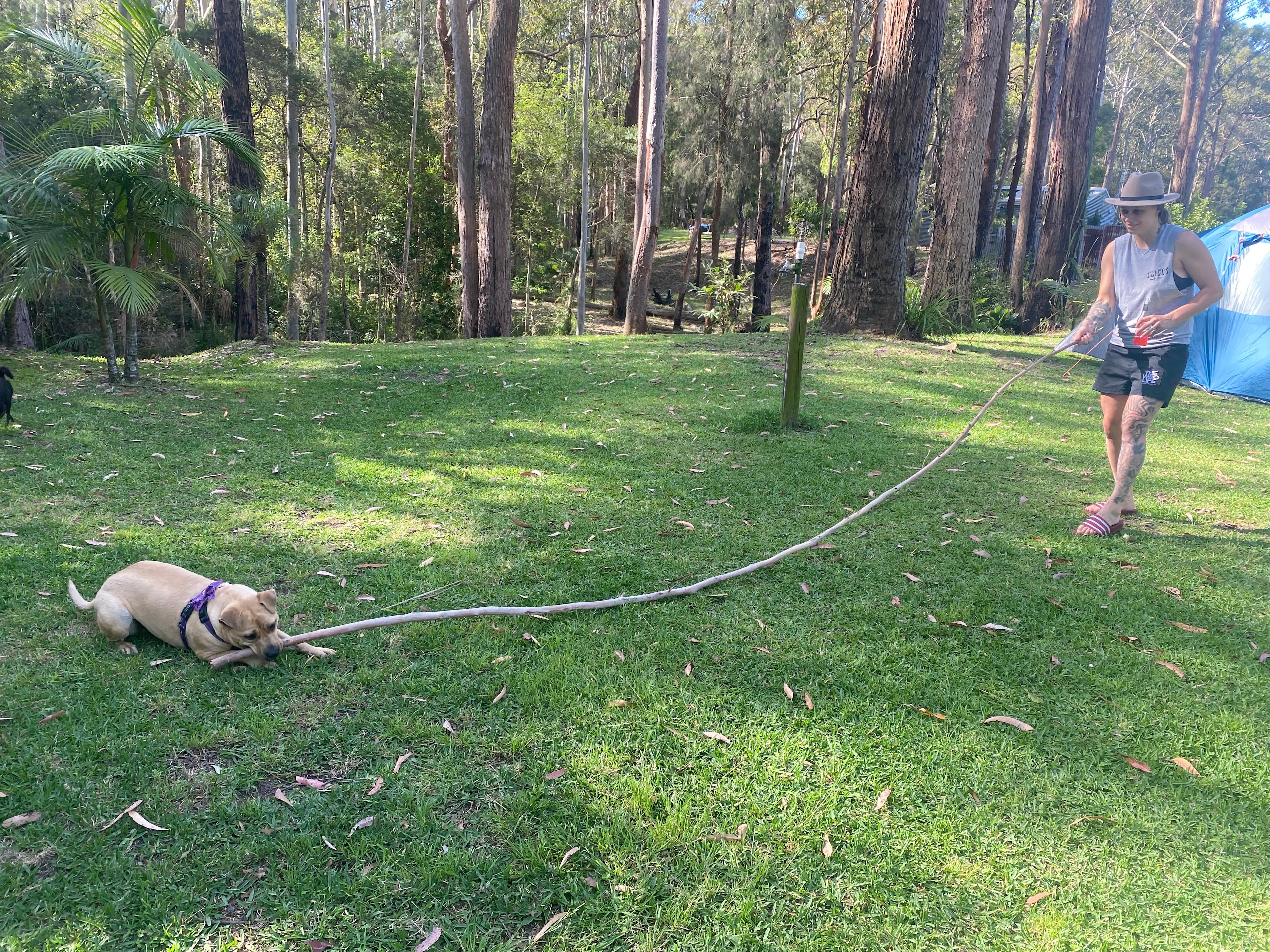 Mistinthegumtrees BUDGET 2 GLAMPING