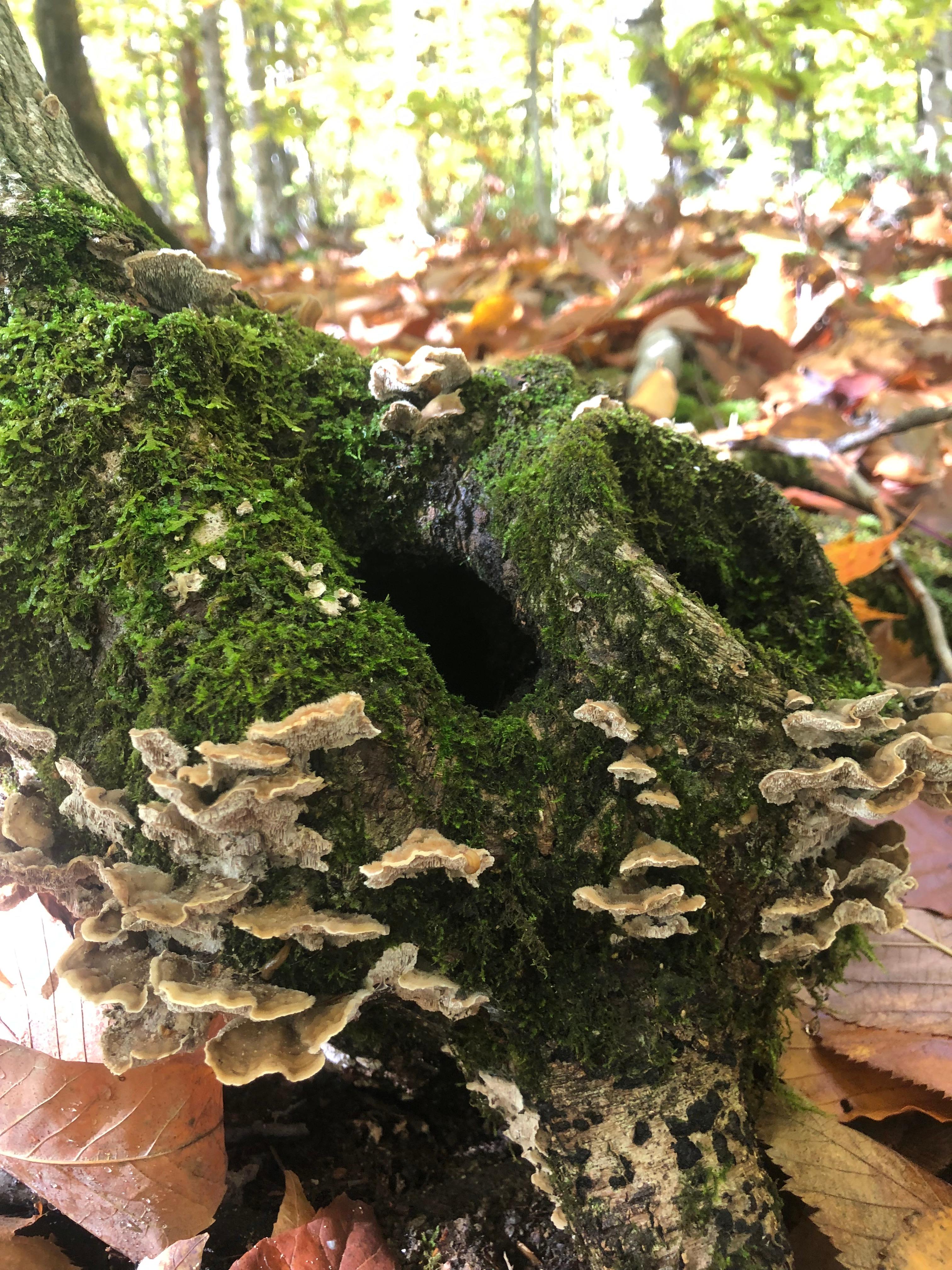 Trees of Life Retreat (ToLR)