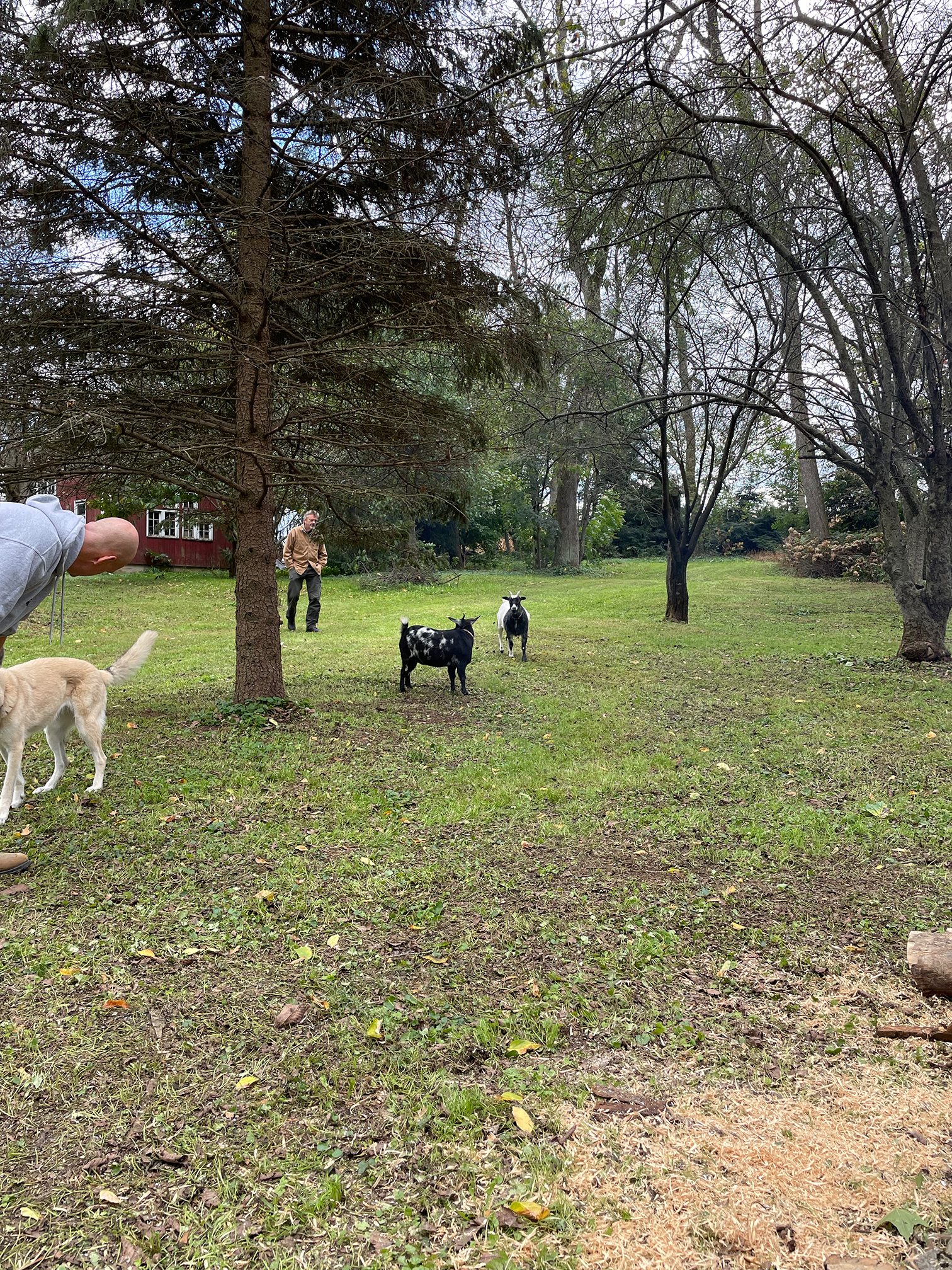 The dogs and the goats are awesome!
