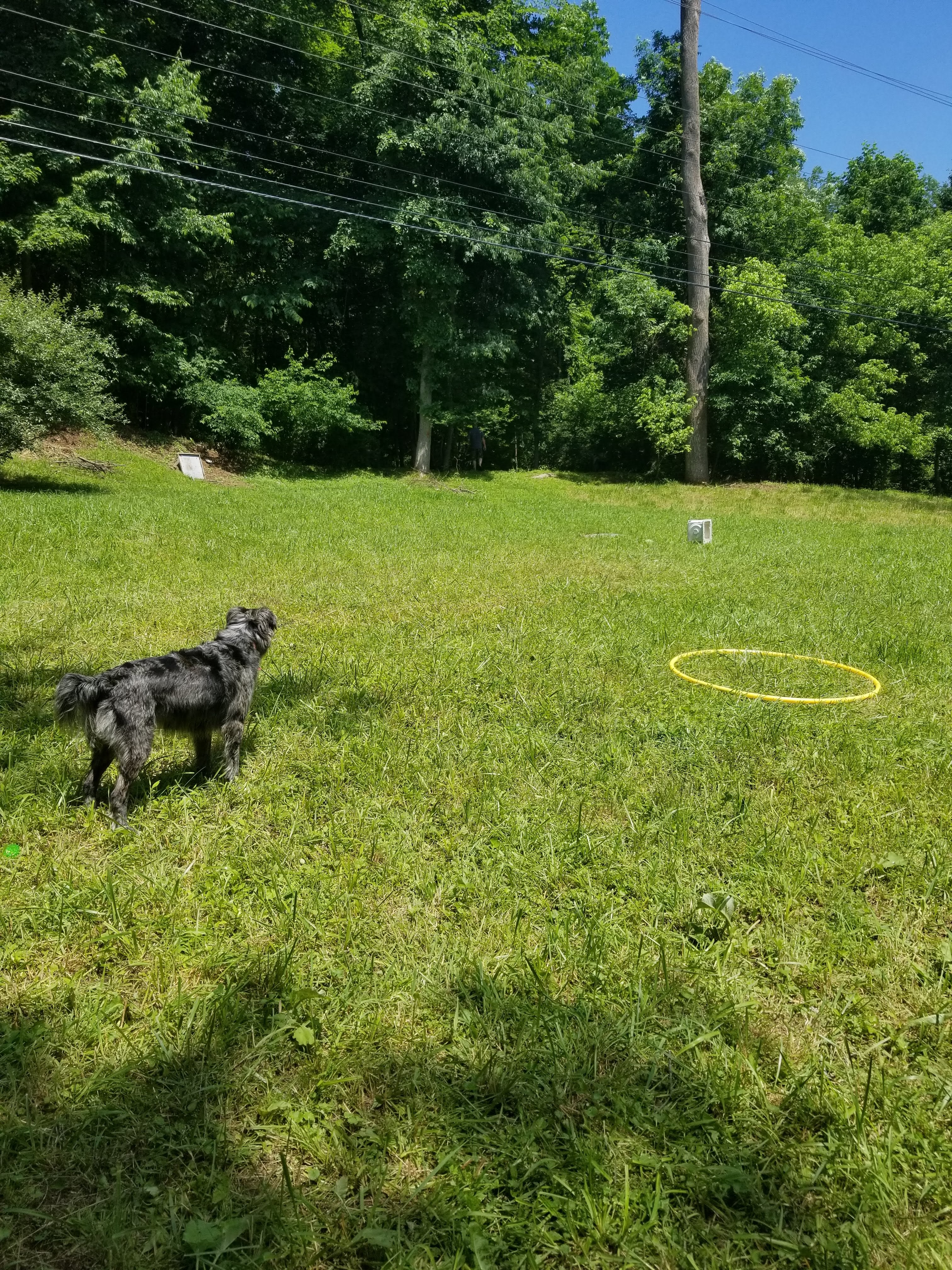 Fur baby's love Rockstar