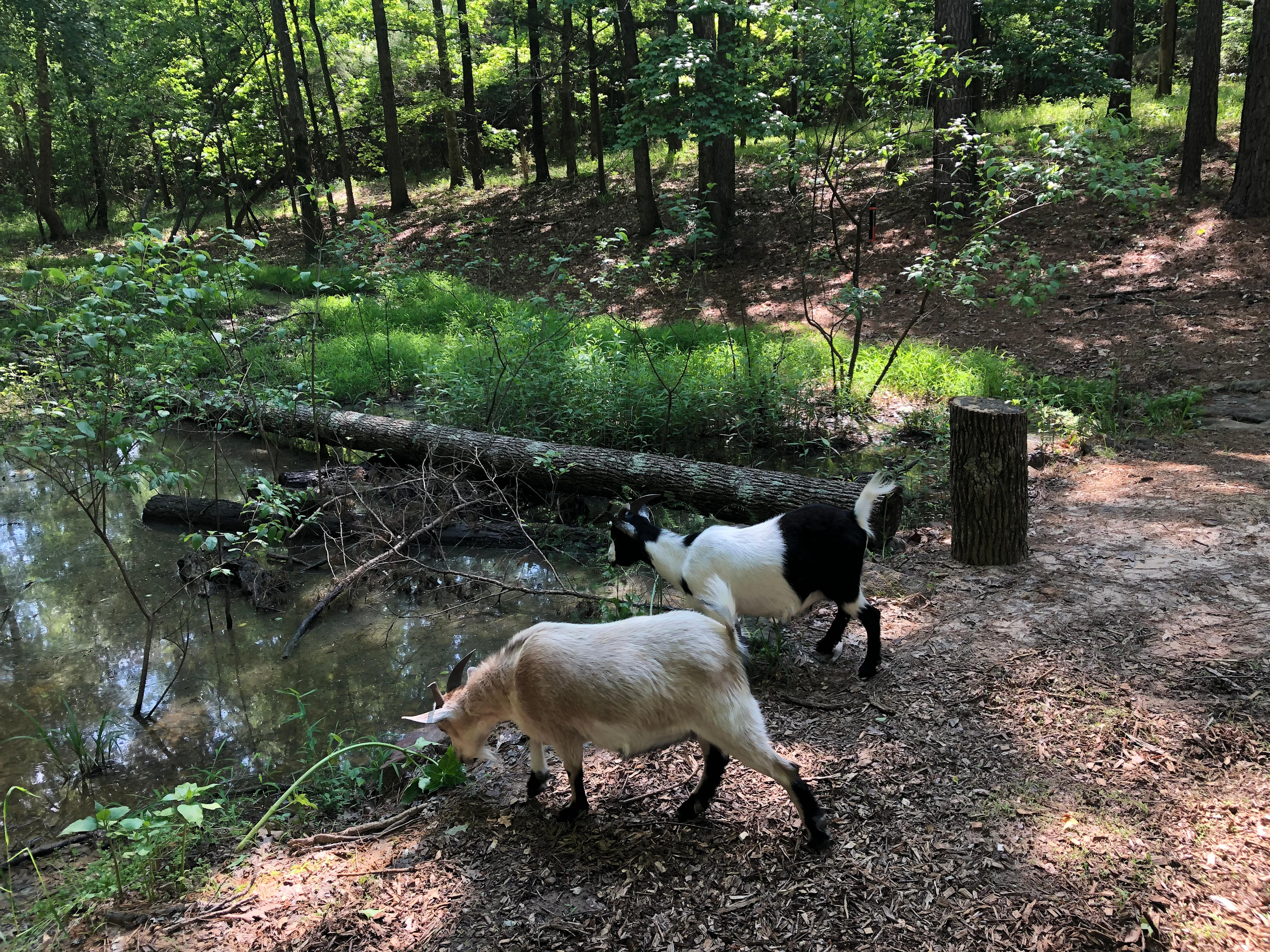 Barefoot Gee's Texas