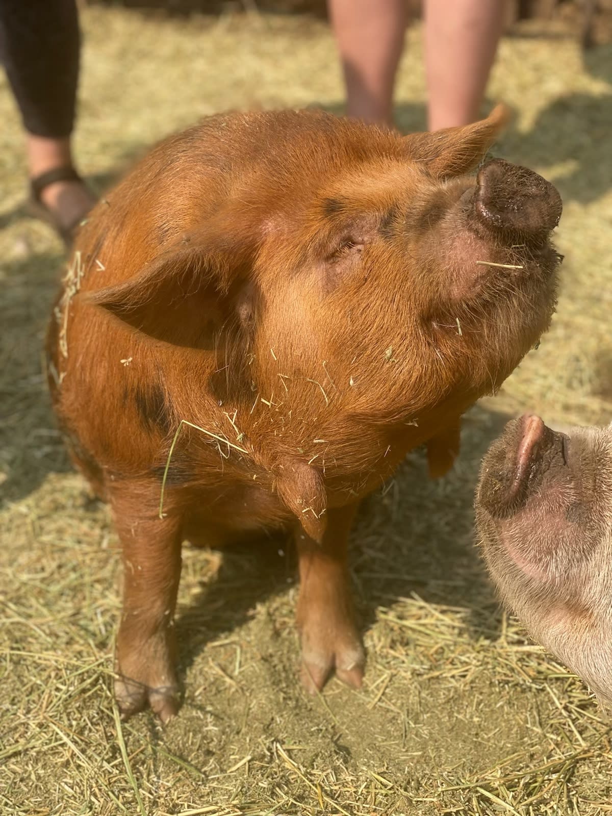 Little Paprika wanting a belly rub
