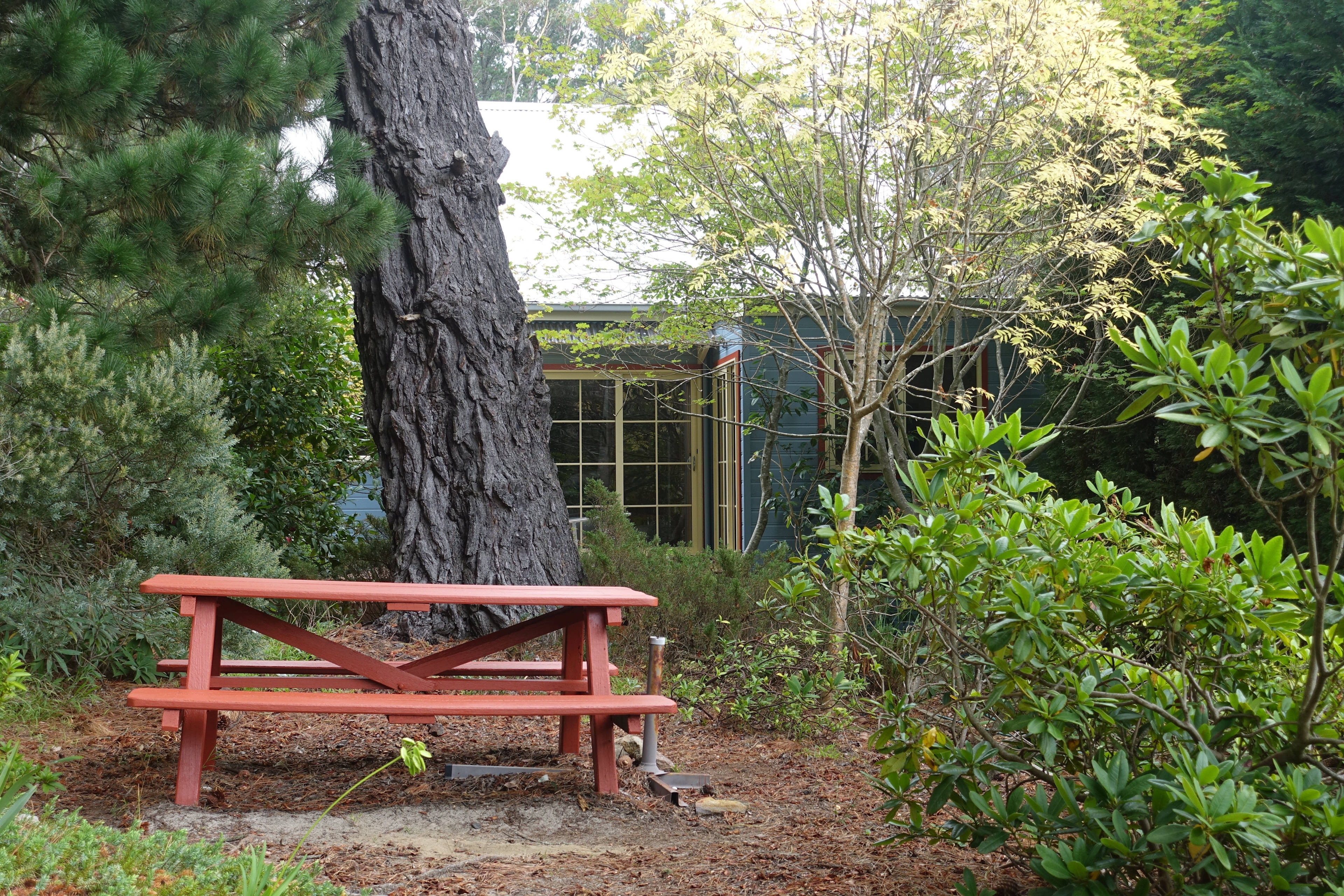The picnic table in the backyard under enormous pine trees