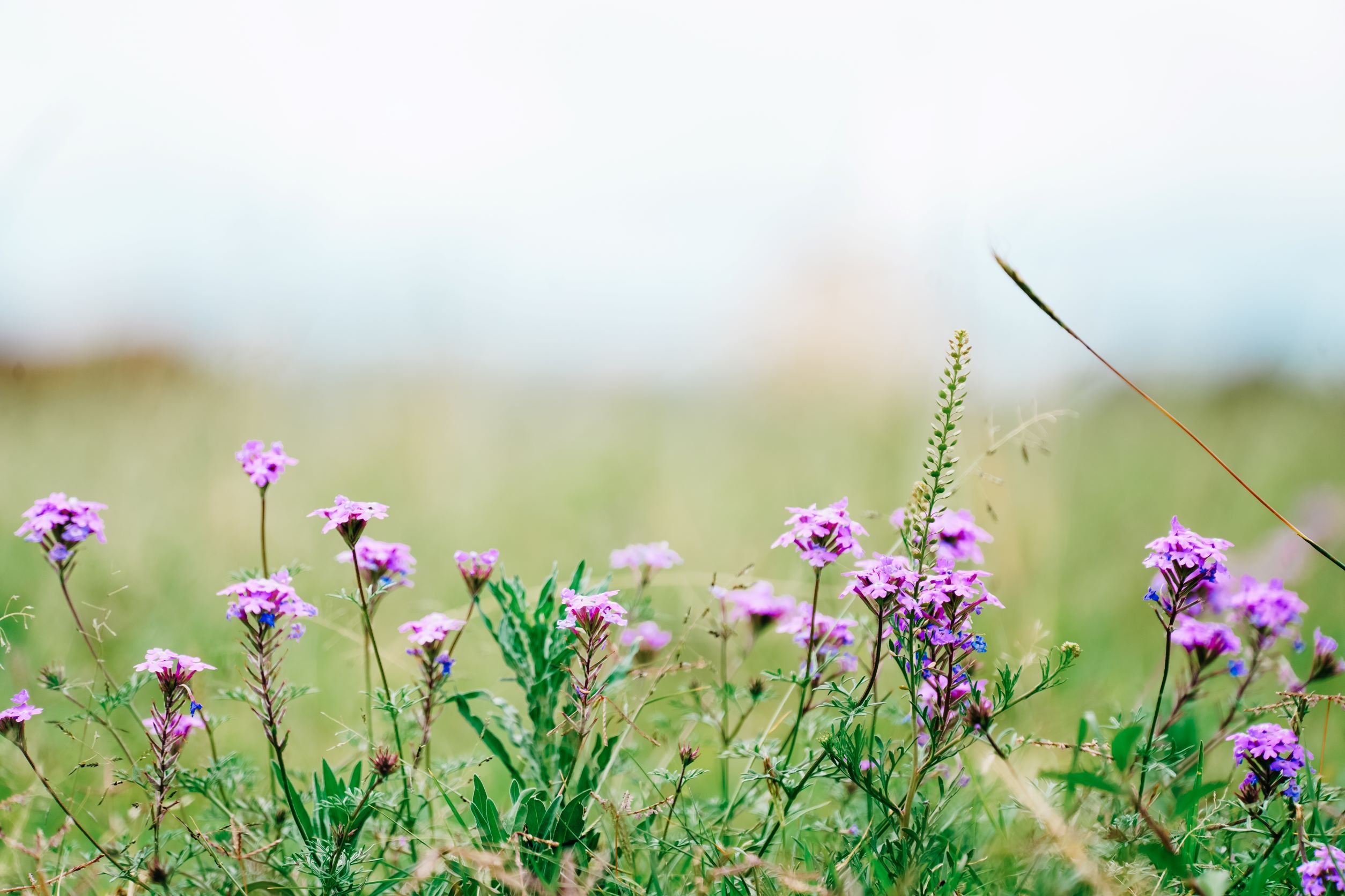 pretty wildflowers scattered in paddocks and roadside
