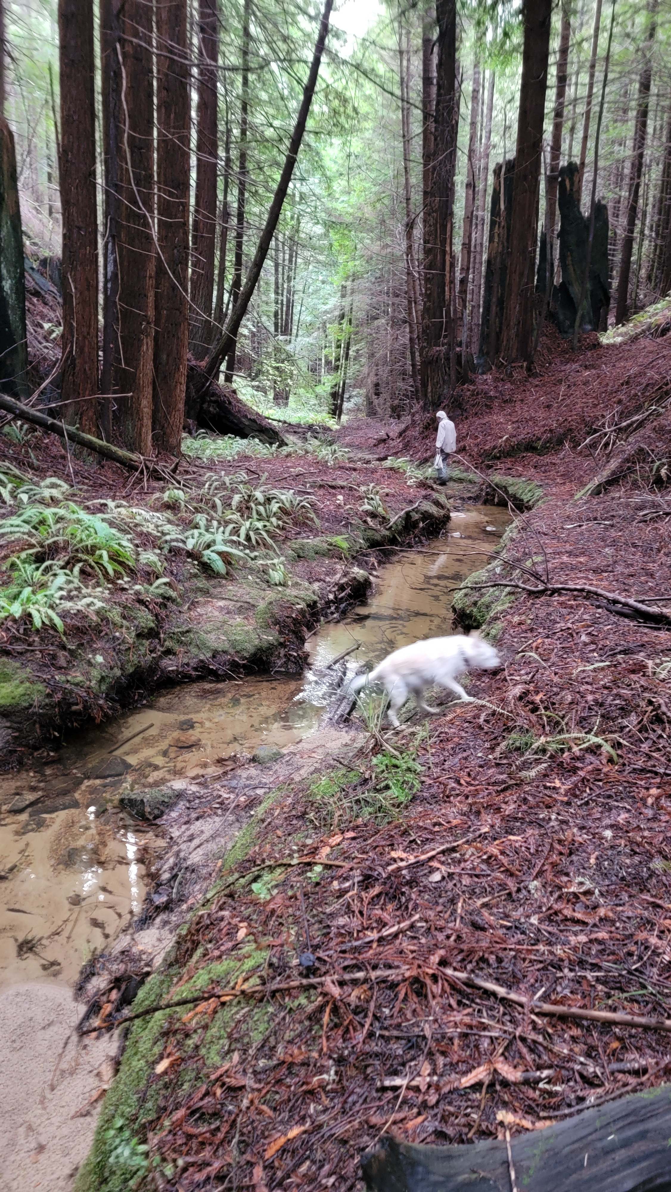 Modern Cabin in Redwood Forrest