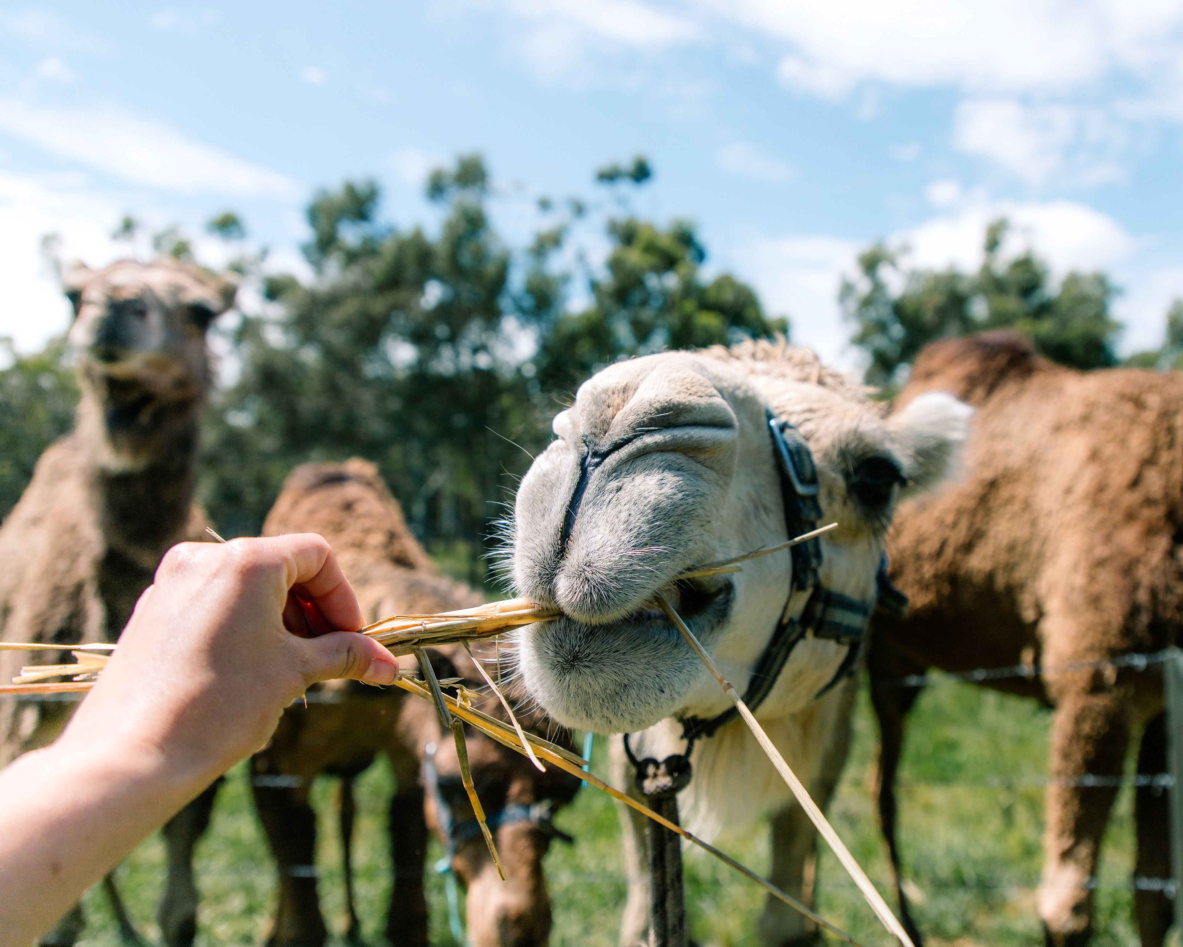 We had way too much fun feeding the camels