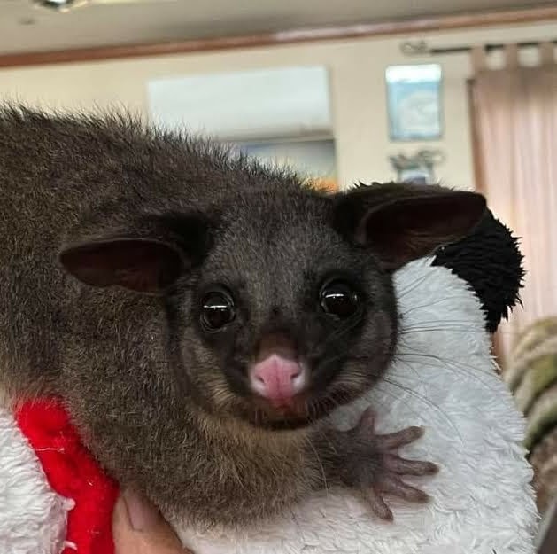 Nina's Ark Wildlife Sanctuary