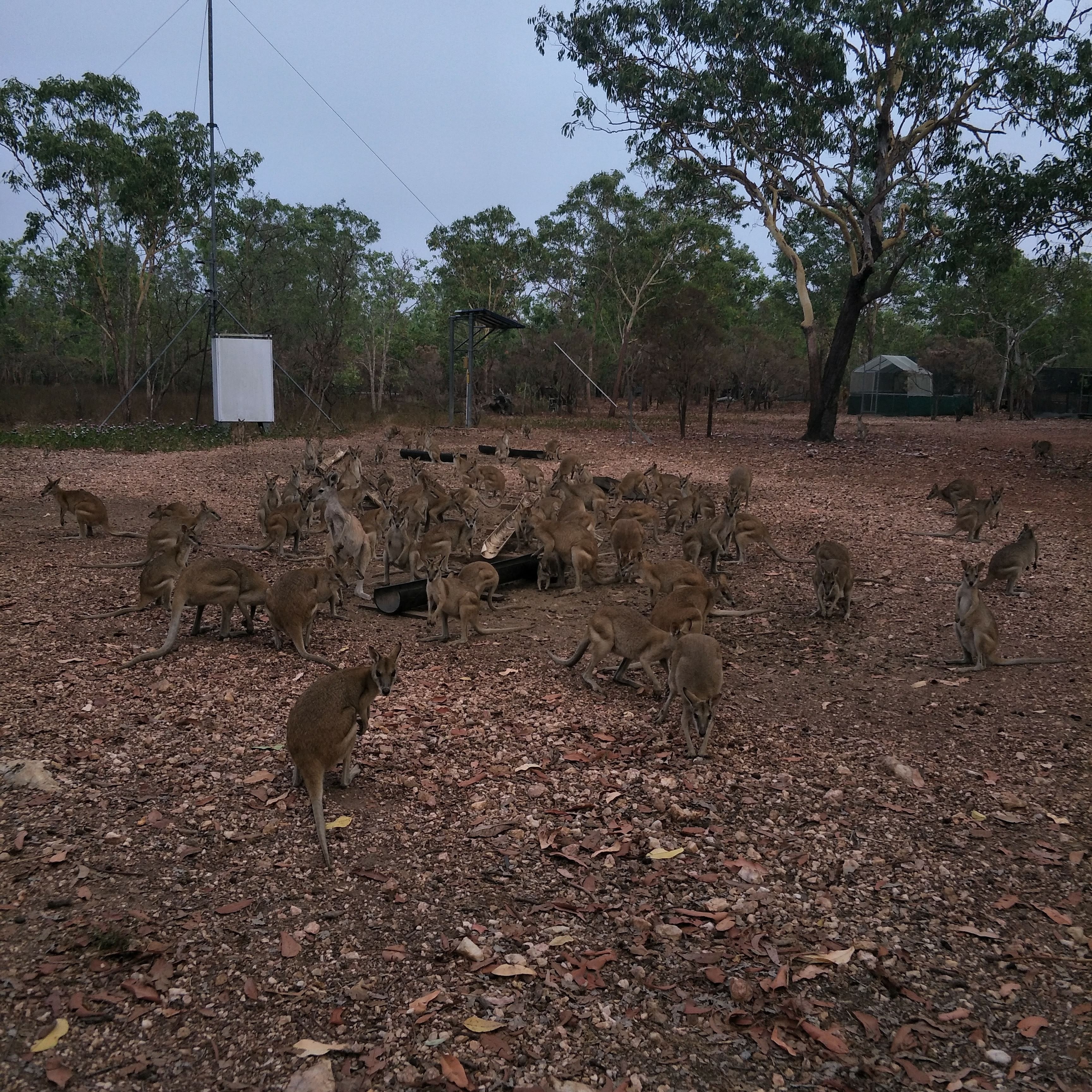Nina's Ark Wildlife Sanctuary
