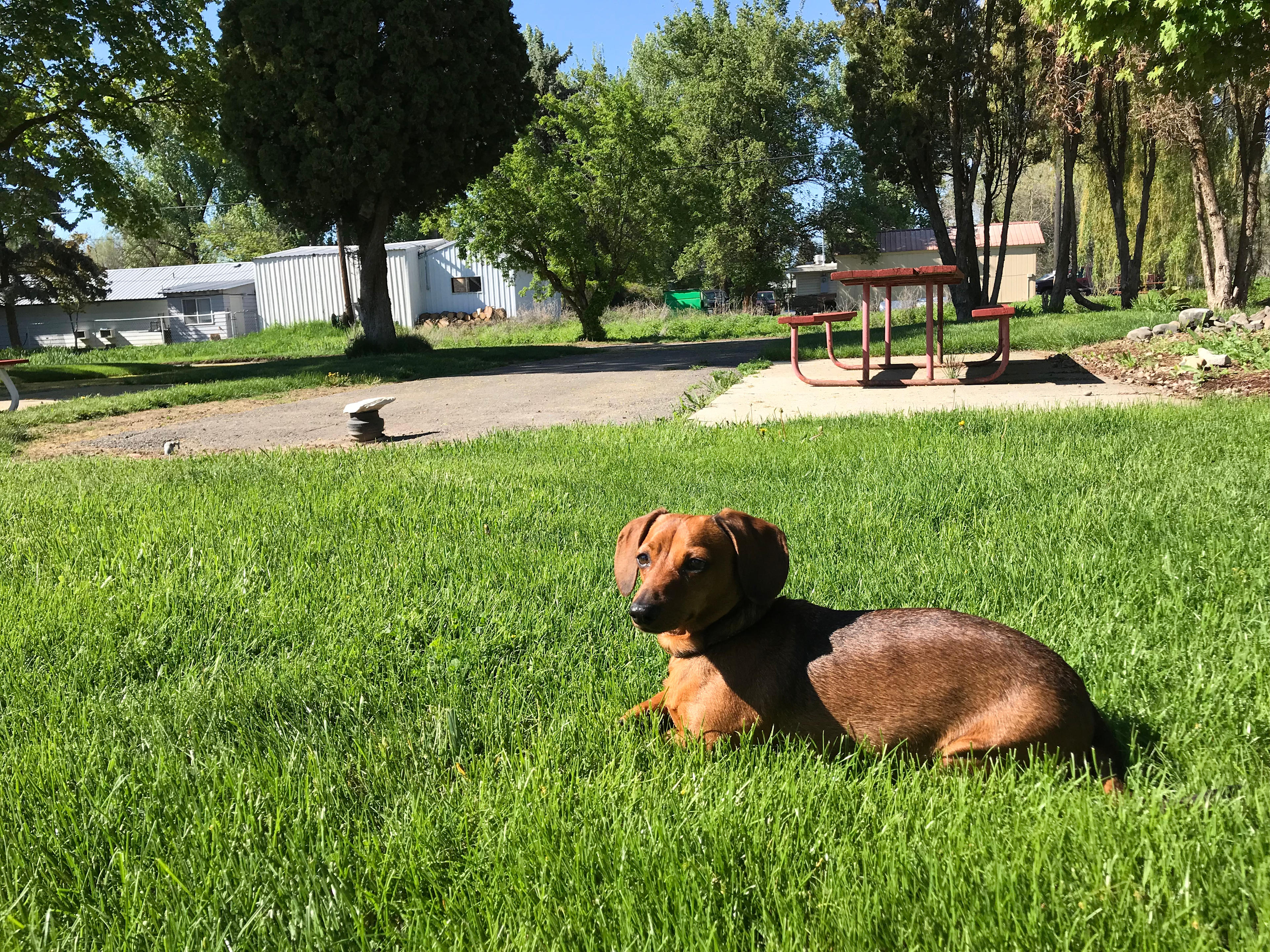Miss lady Bella ♥️