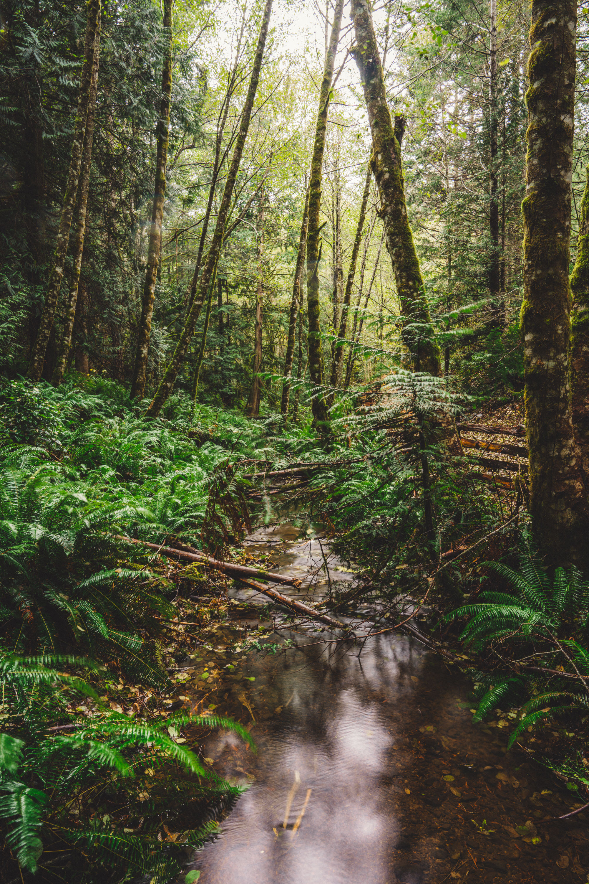 The stream that runs through the bottom of the property.
