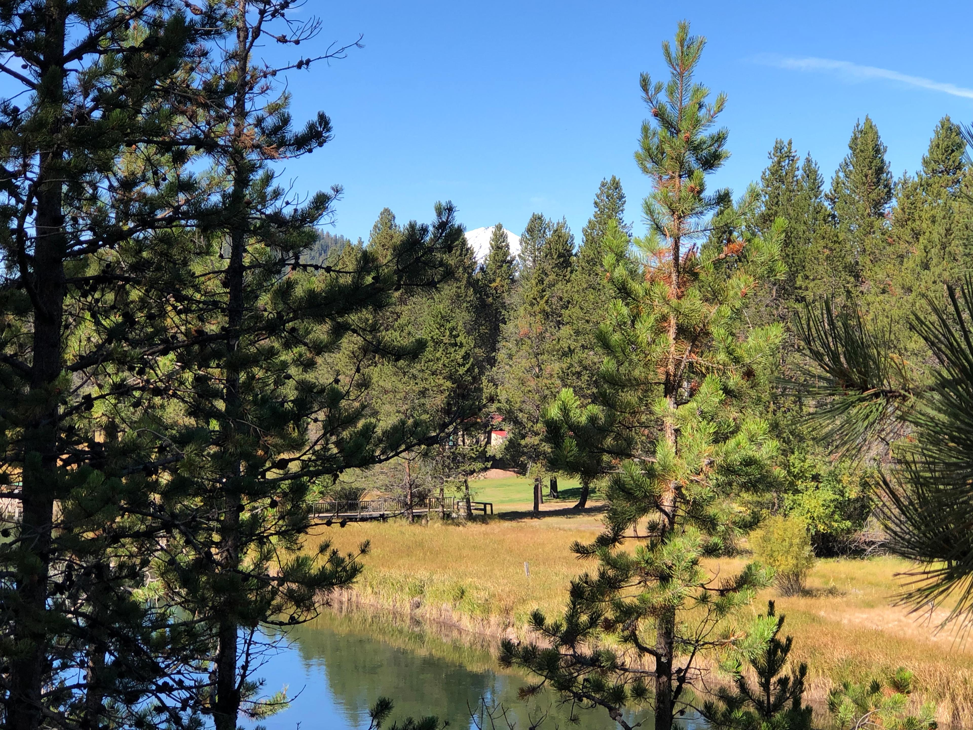 Mt. Bachelor through the trees!