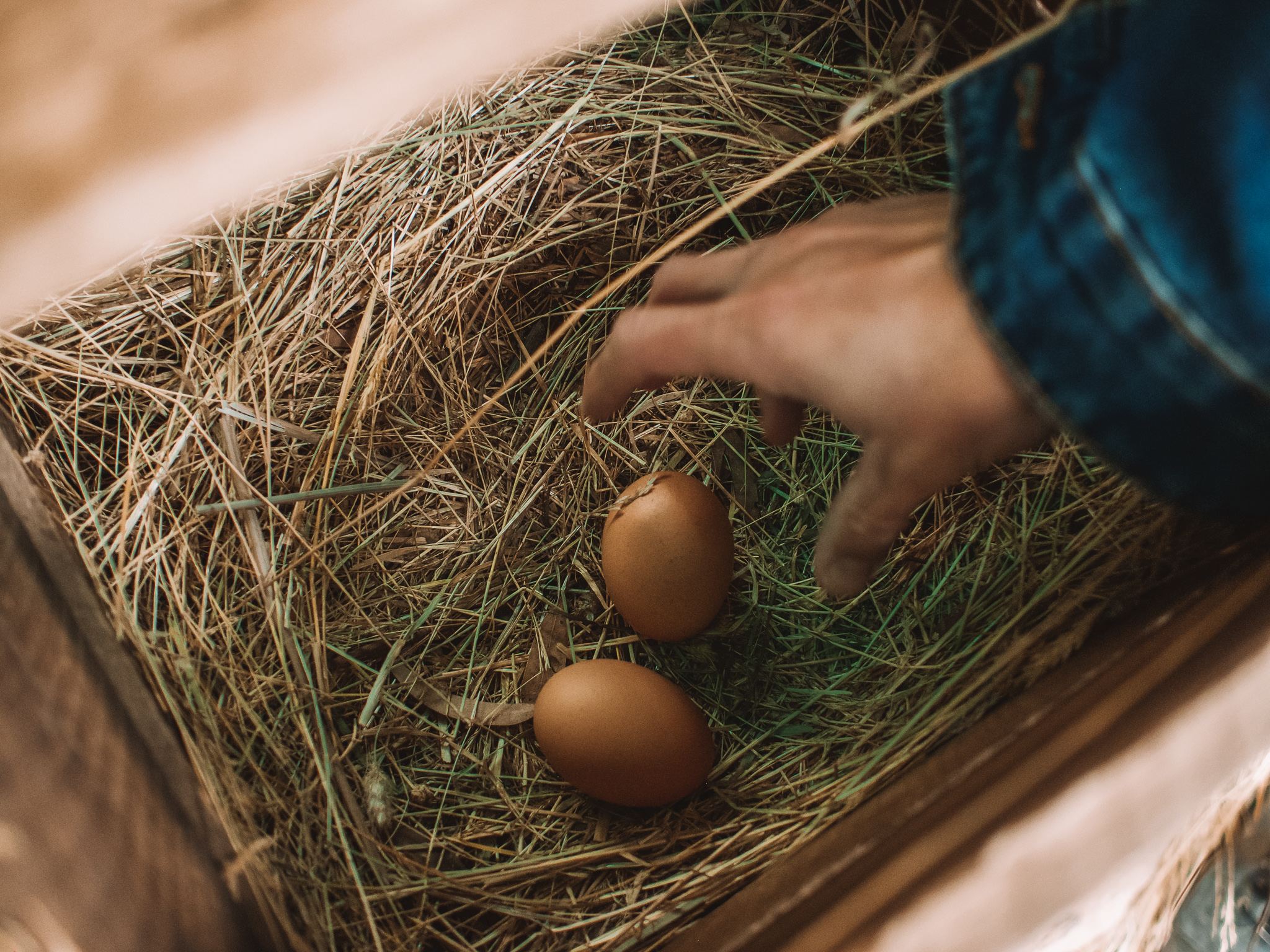 Freshly laid eggs for brekky