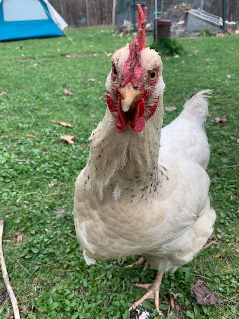 free range chickens