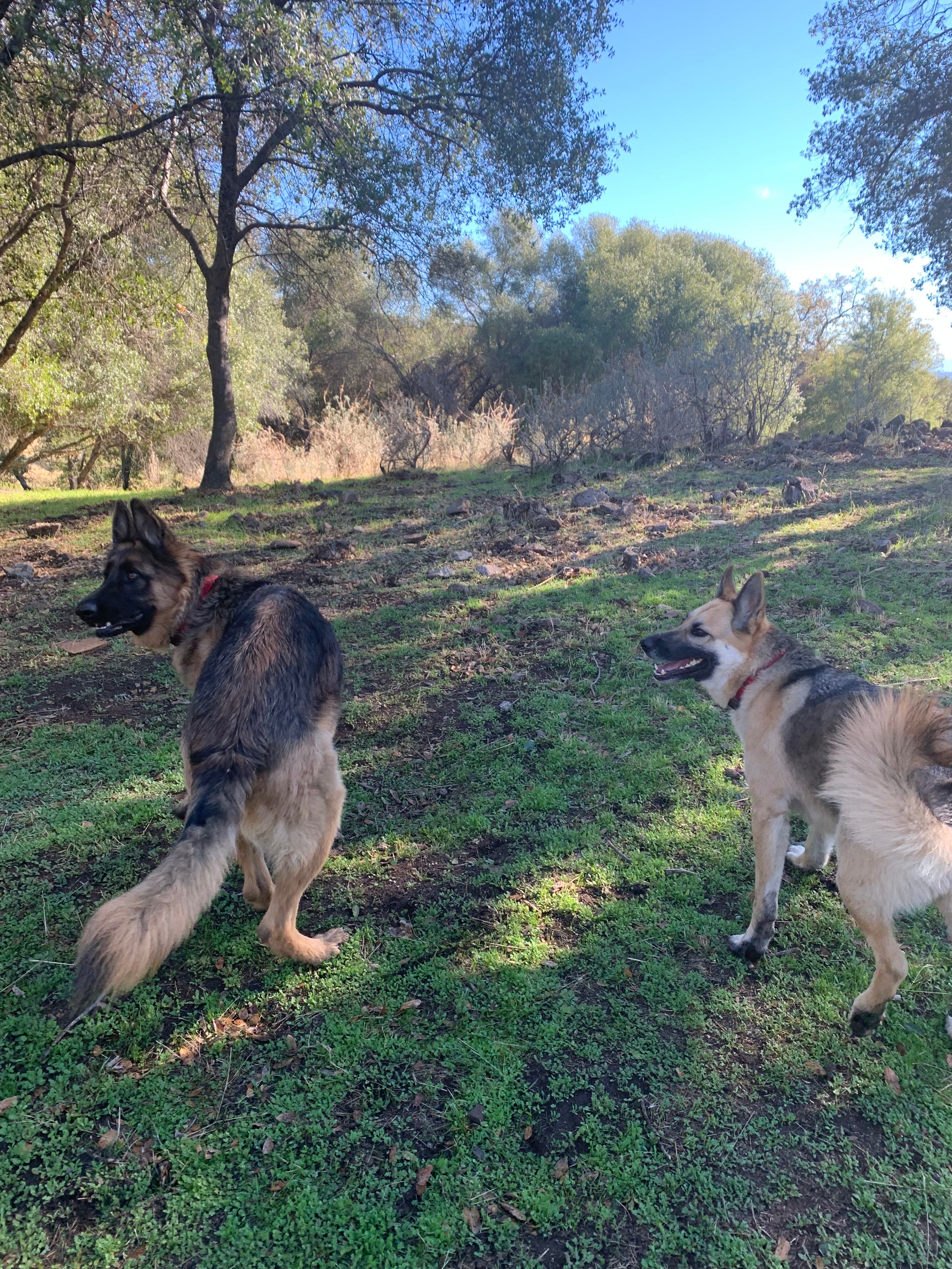 Two of Ruth’s beautiful energetic dogs 