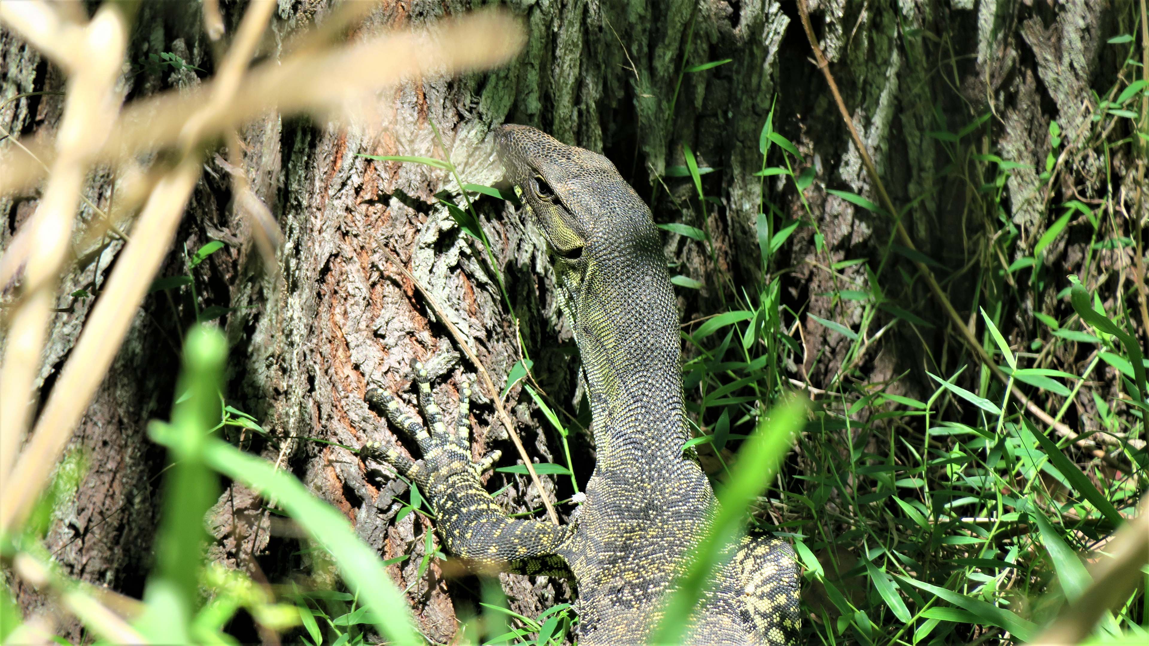Bunya Ridge Nature Camp