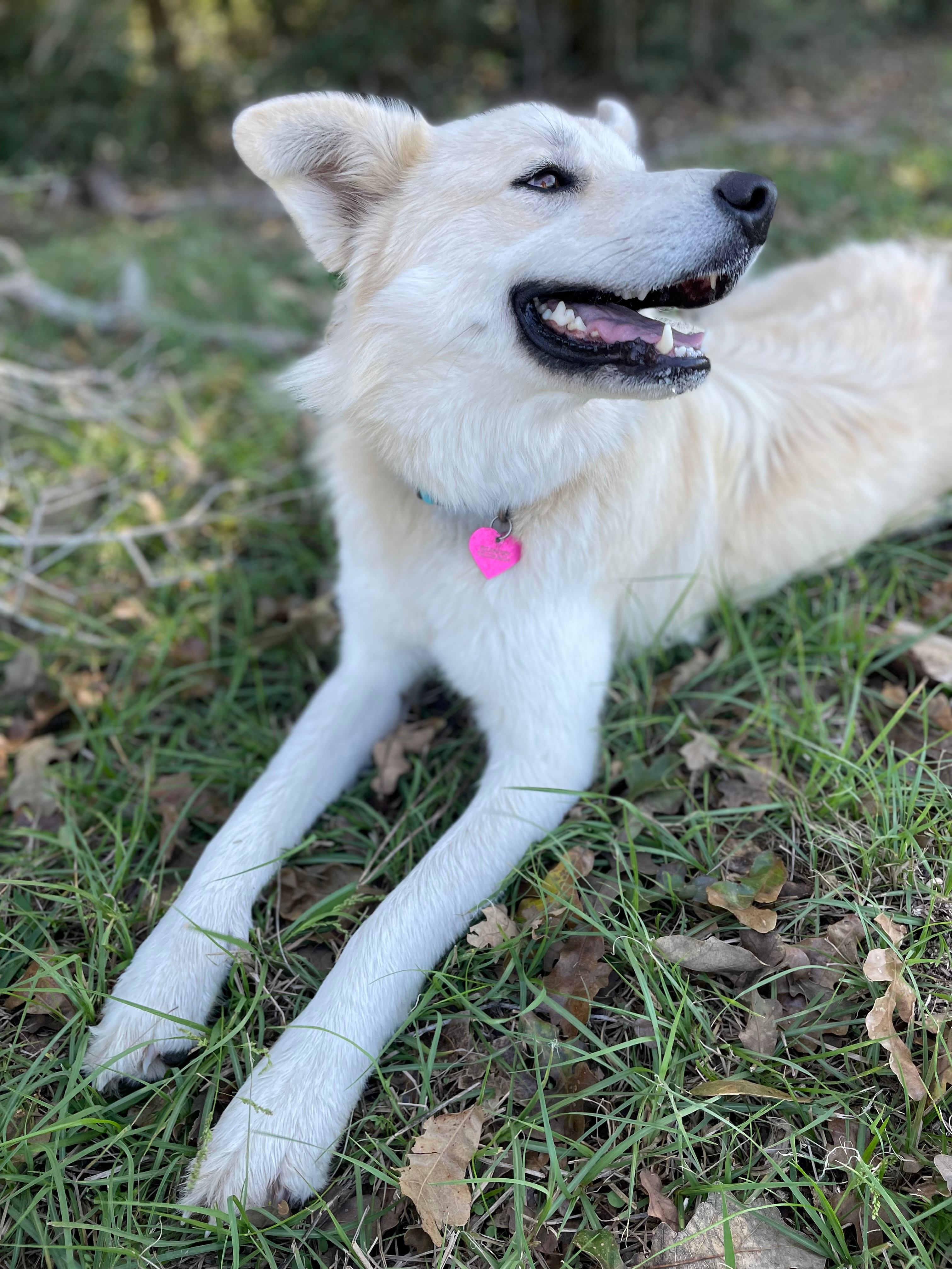 Starlove Ranch & Animal Sanctuary