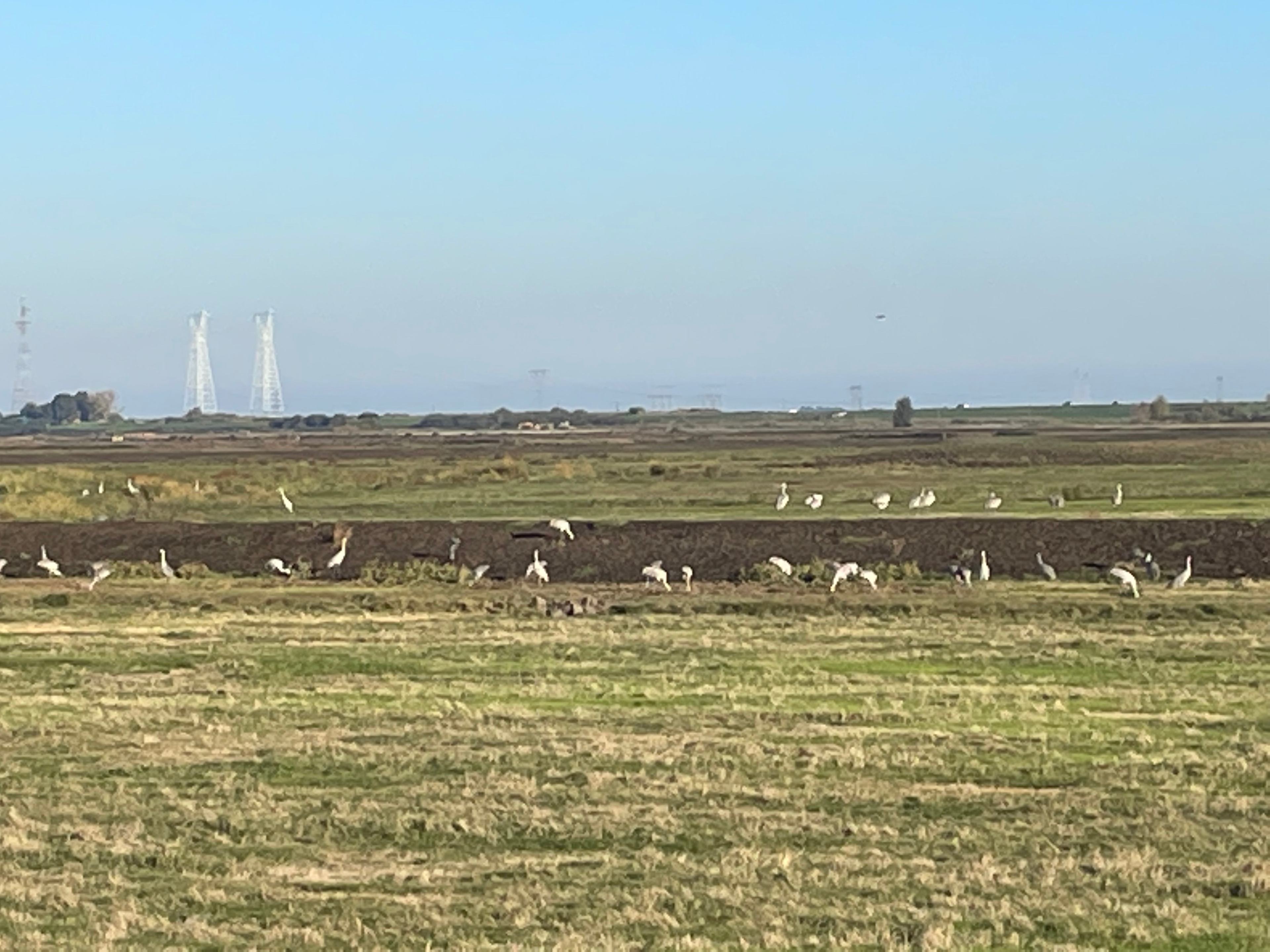 The first group of Sandhill Cranes to arrive, winter 2021.