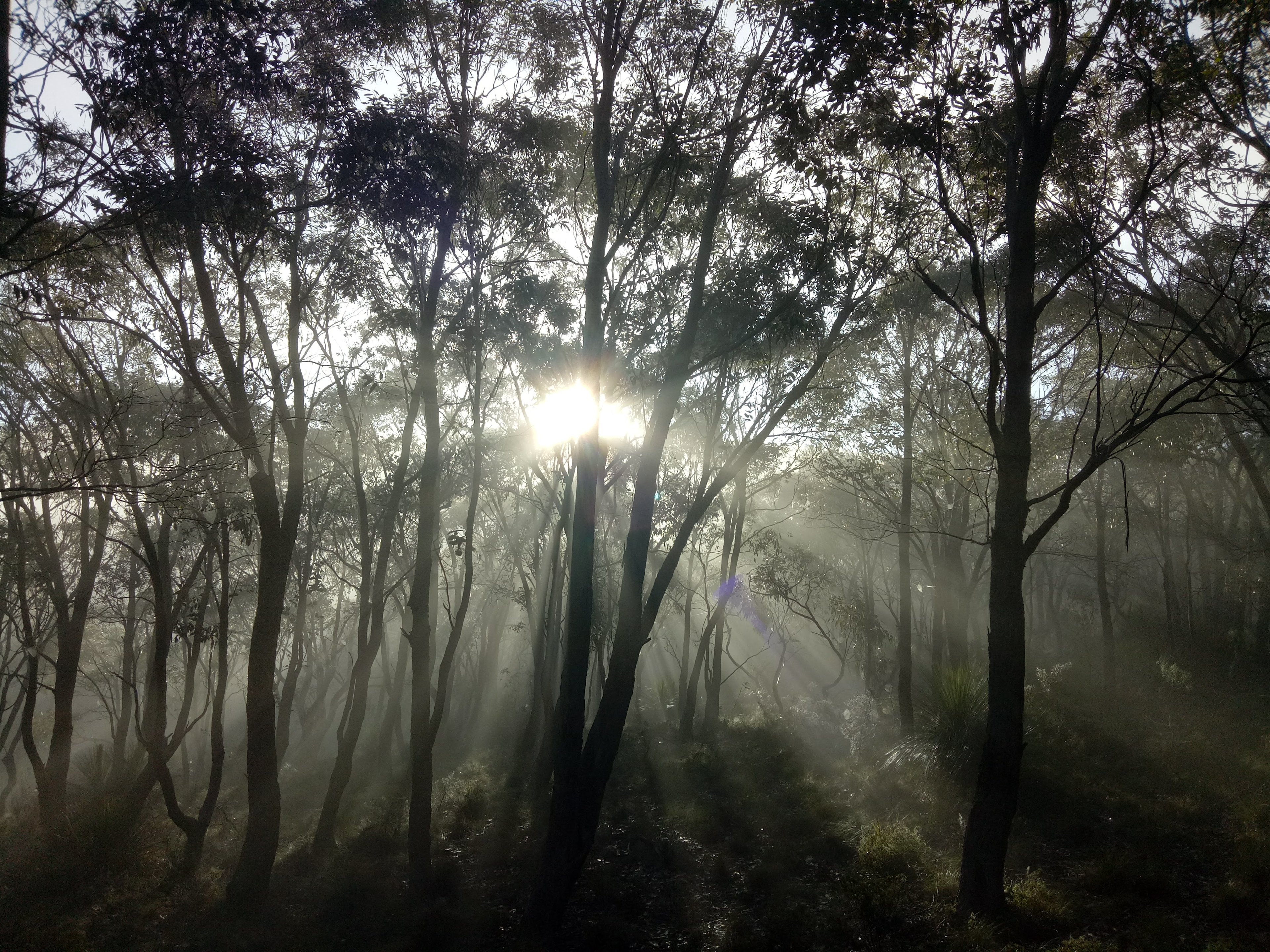 Macedon Ranges Glamping with kangas