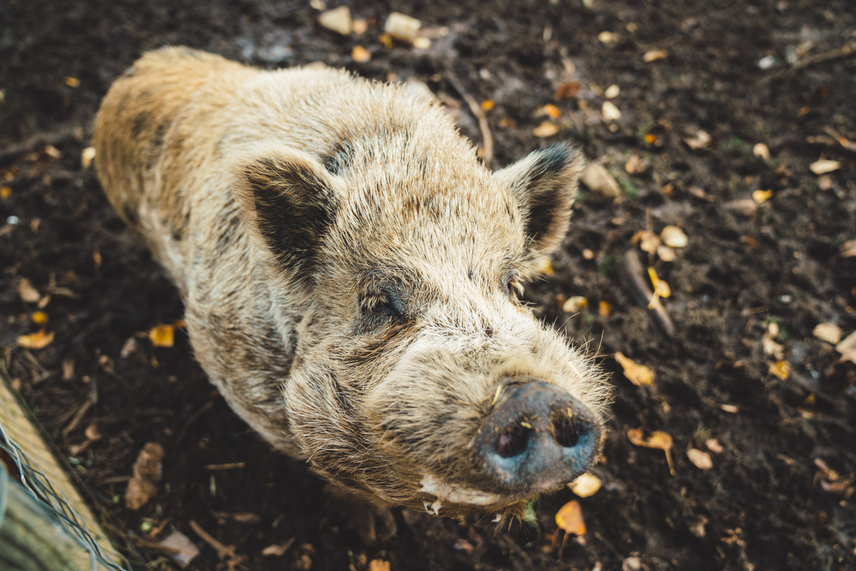 The pigs coming to the fence to investigate.