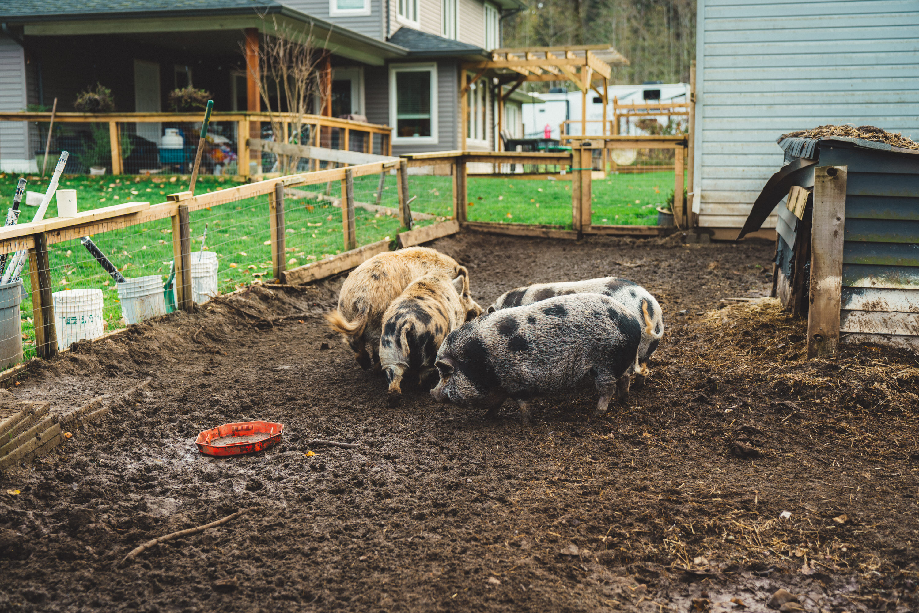 The pigs in their run.