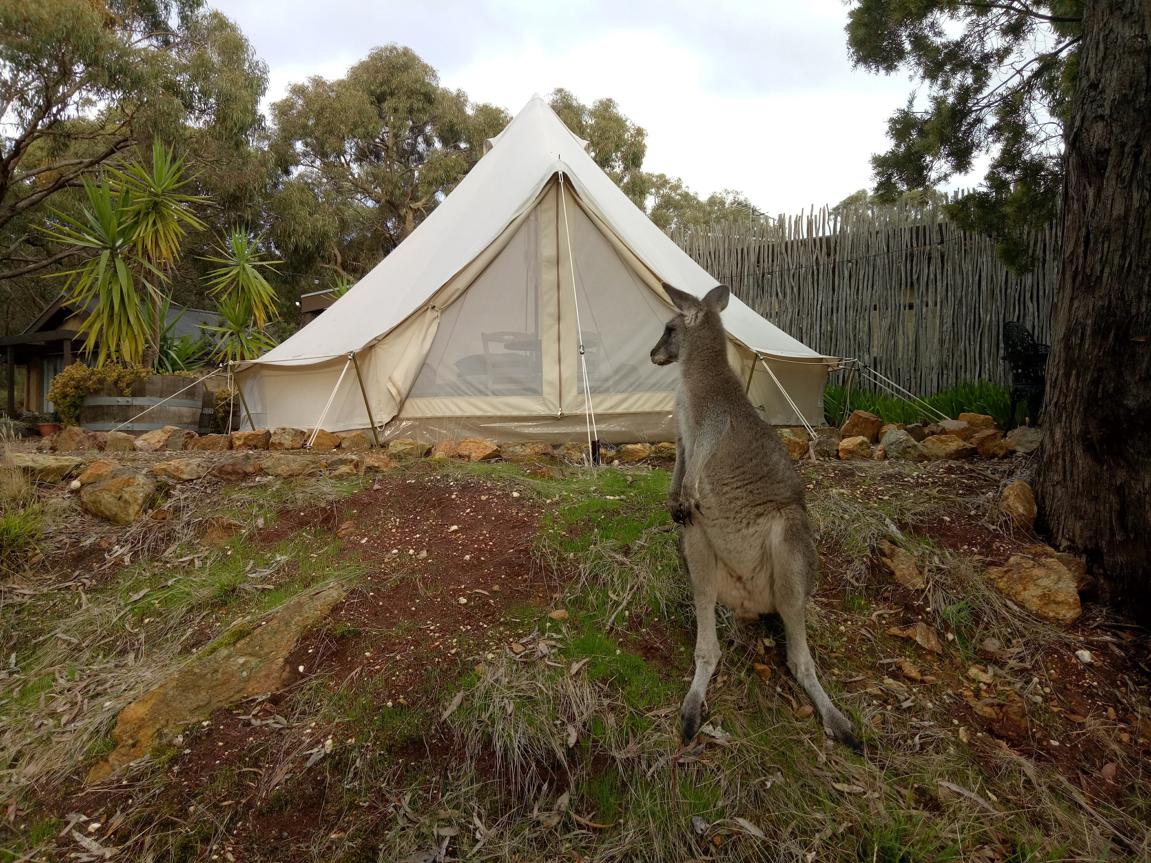 Macedon Ranges Glamping with kangas