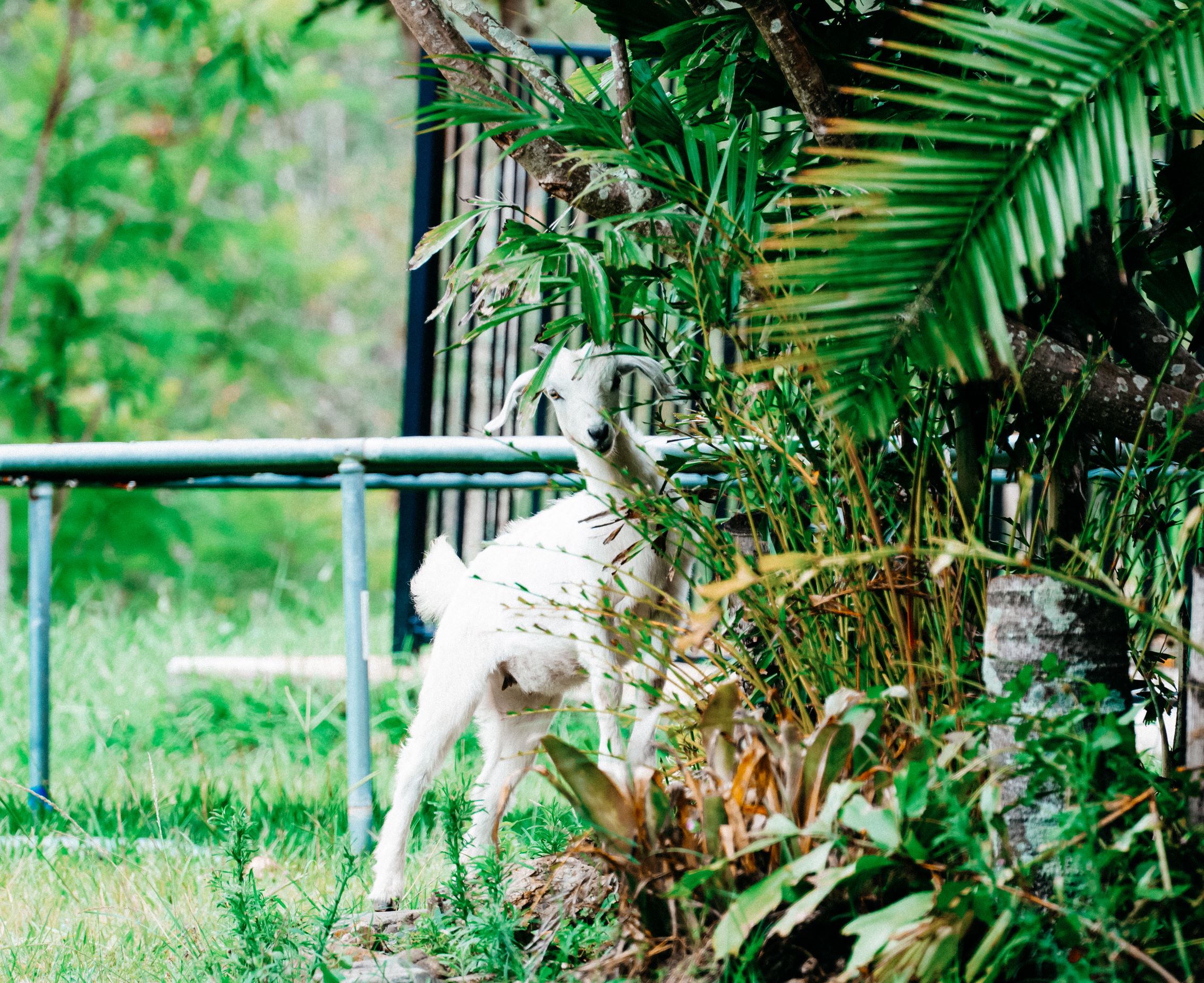 lily the adorable baby goat