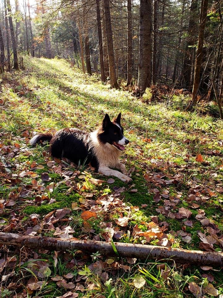 Daisy, the welcoming committee.