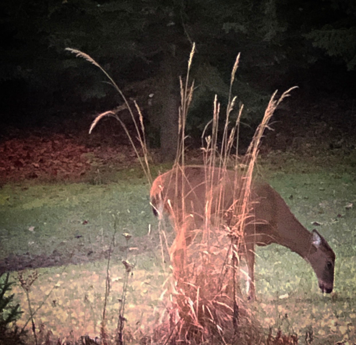 GreyOaks Tree Plantation, woodlands