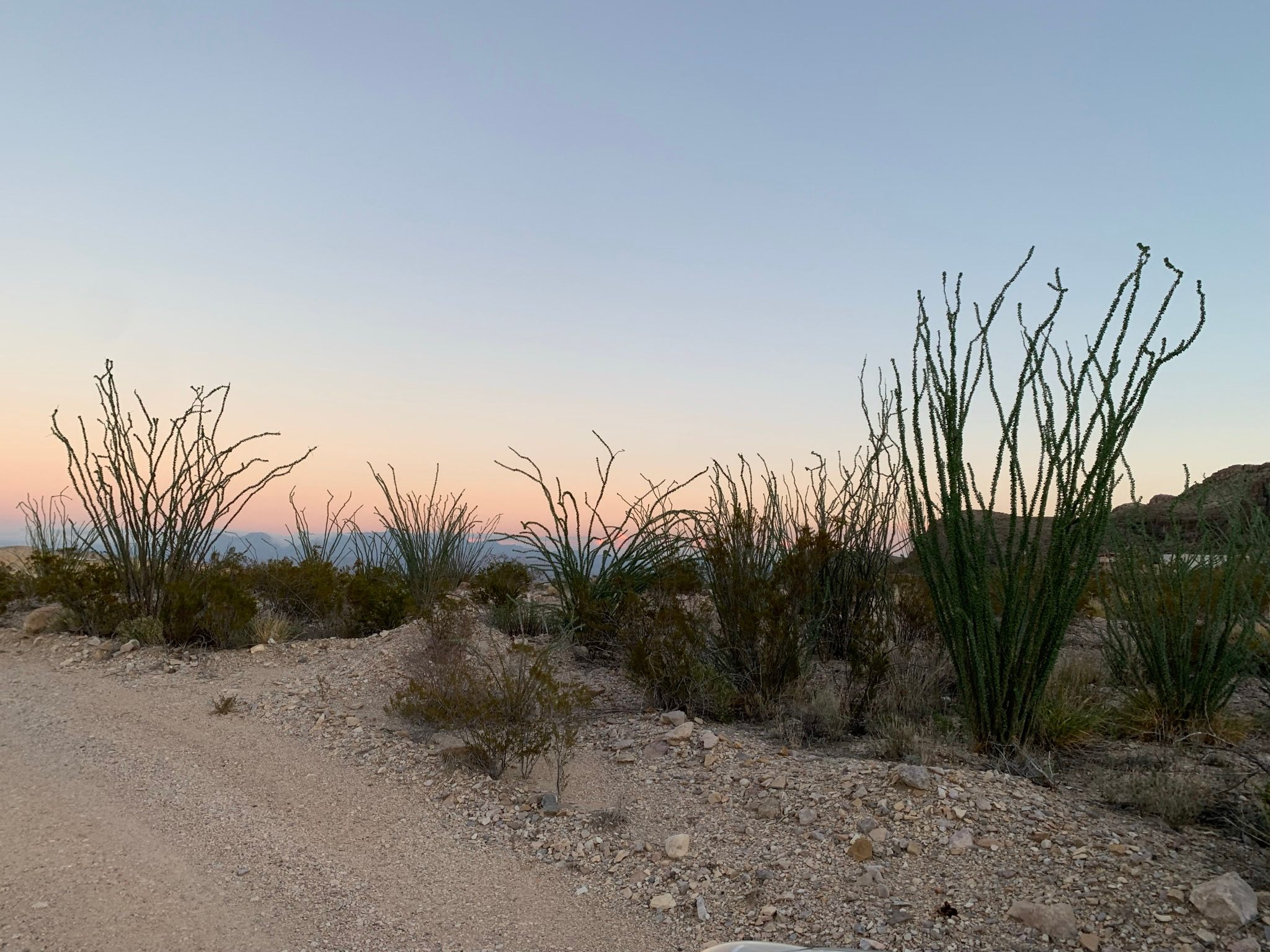 Ocotillo sunset