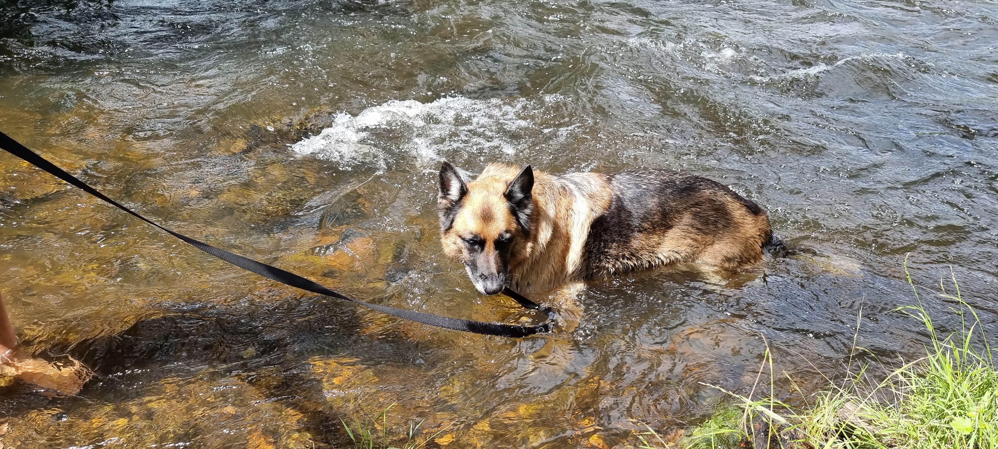 Site 2 - Omadale Brook Camp.  Even the pooch enjoyed herself!