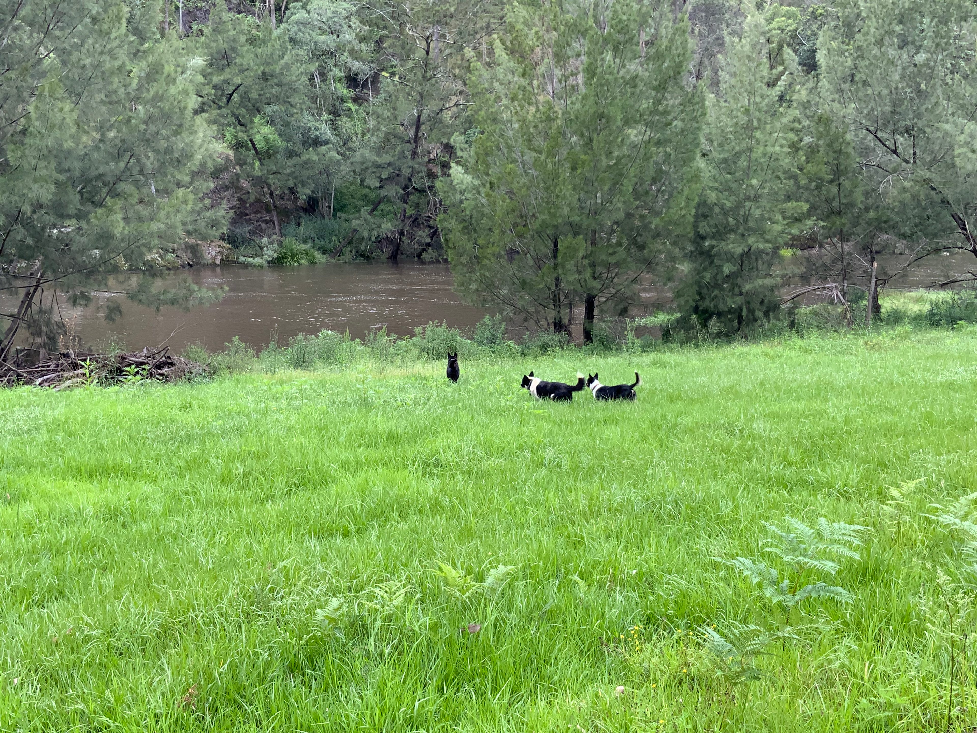 Bandit Ollie and Paddy on the lower riverside area