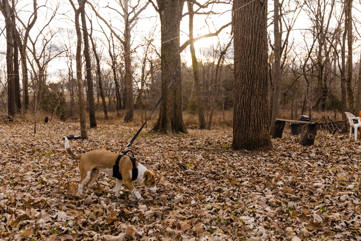 Our dog, Tucker, really enjoyed being on the cable getting to play in the leaves.